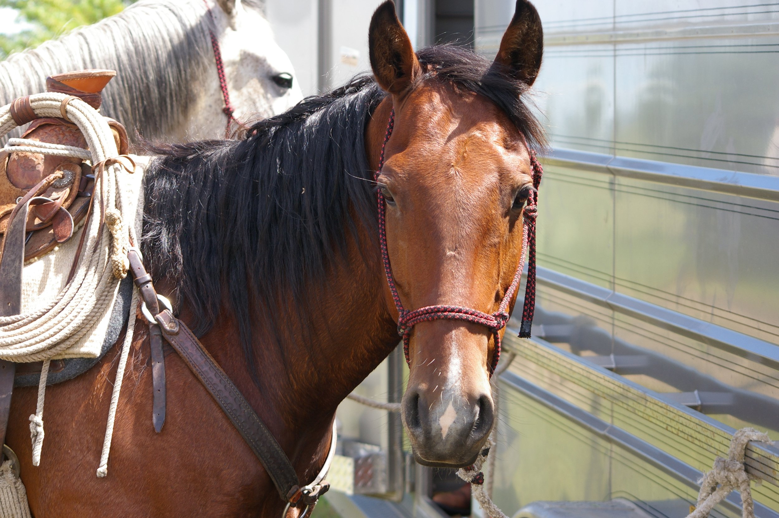 XTC Ranches Ranch Roping 