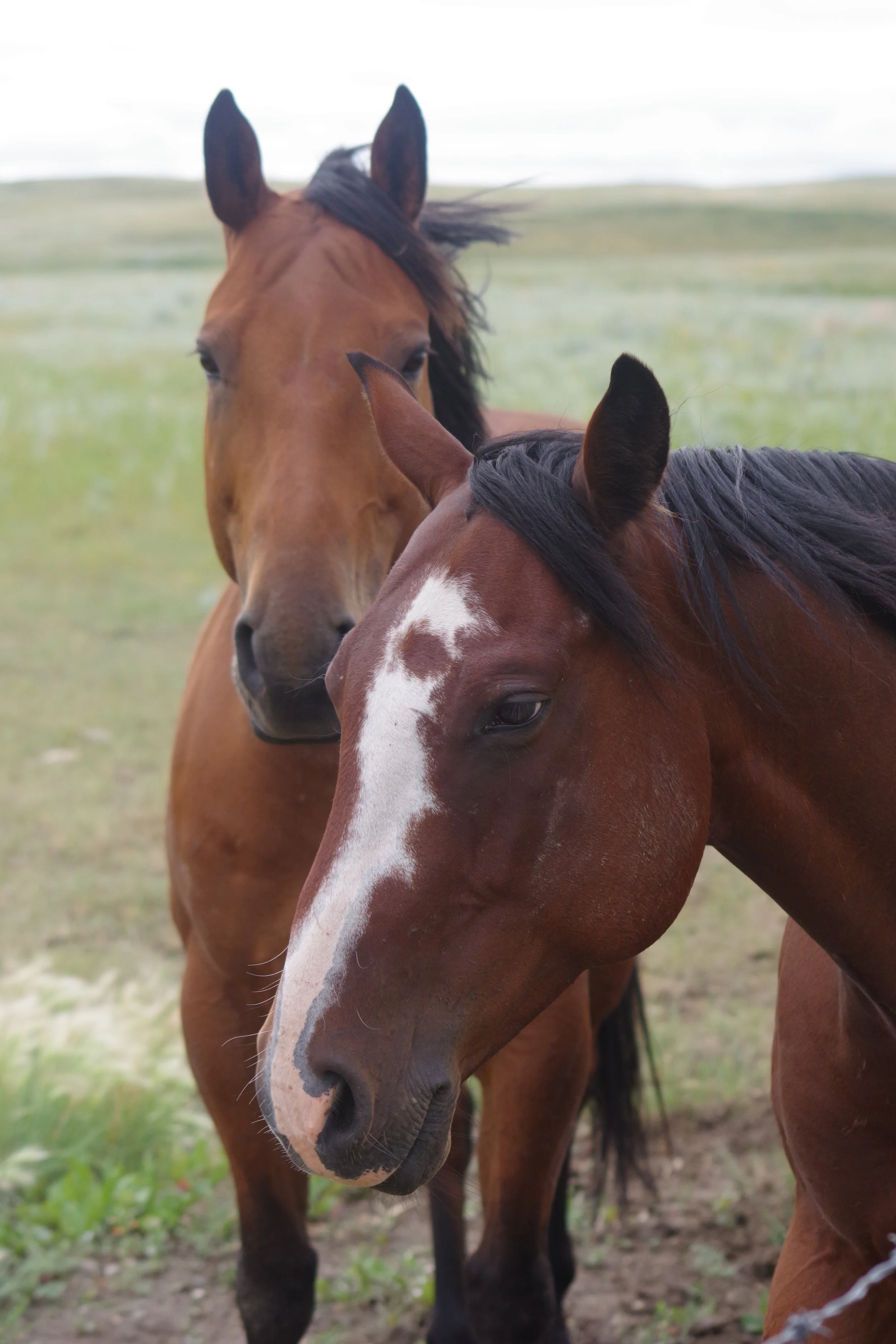 Cadillac Ranch Roping 