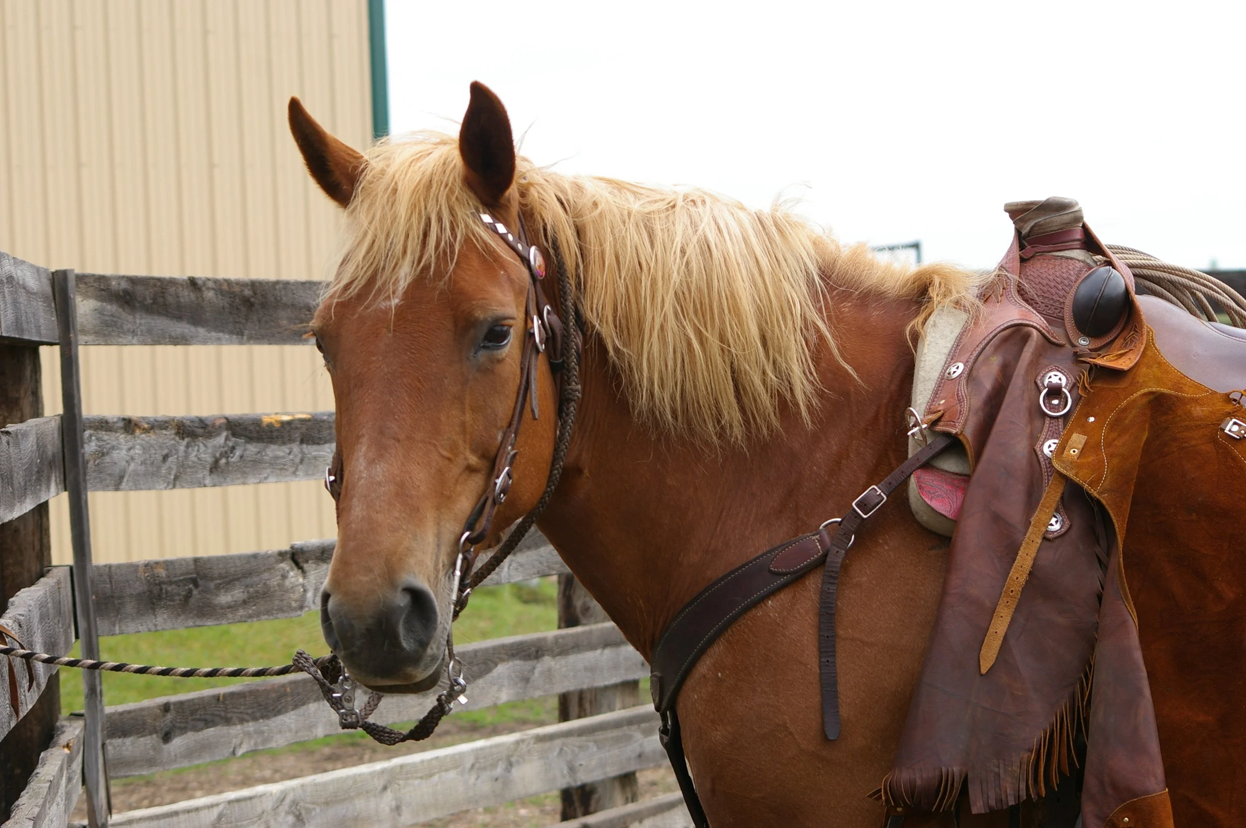 Petrofka View Ranch Roping 
