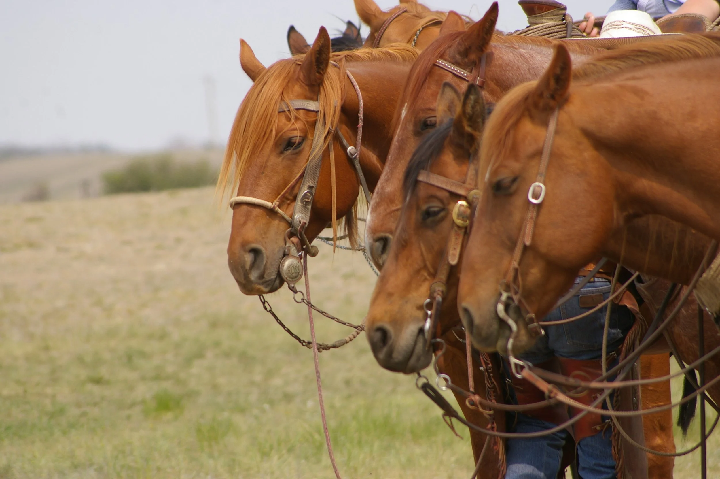Findlater Ranch Roping 