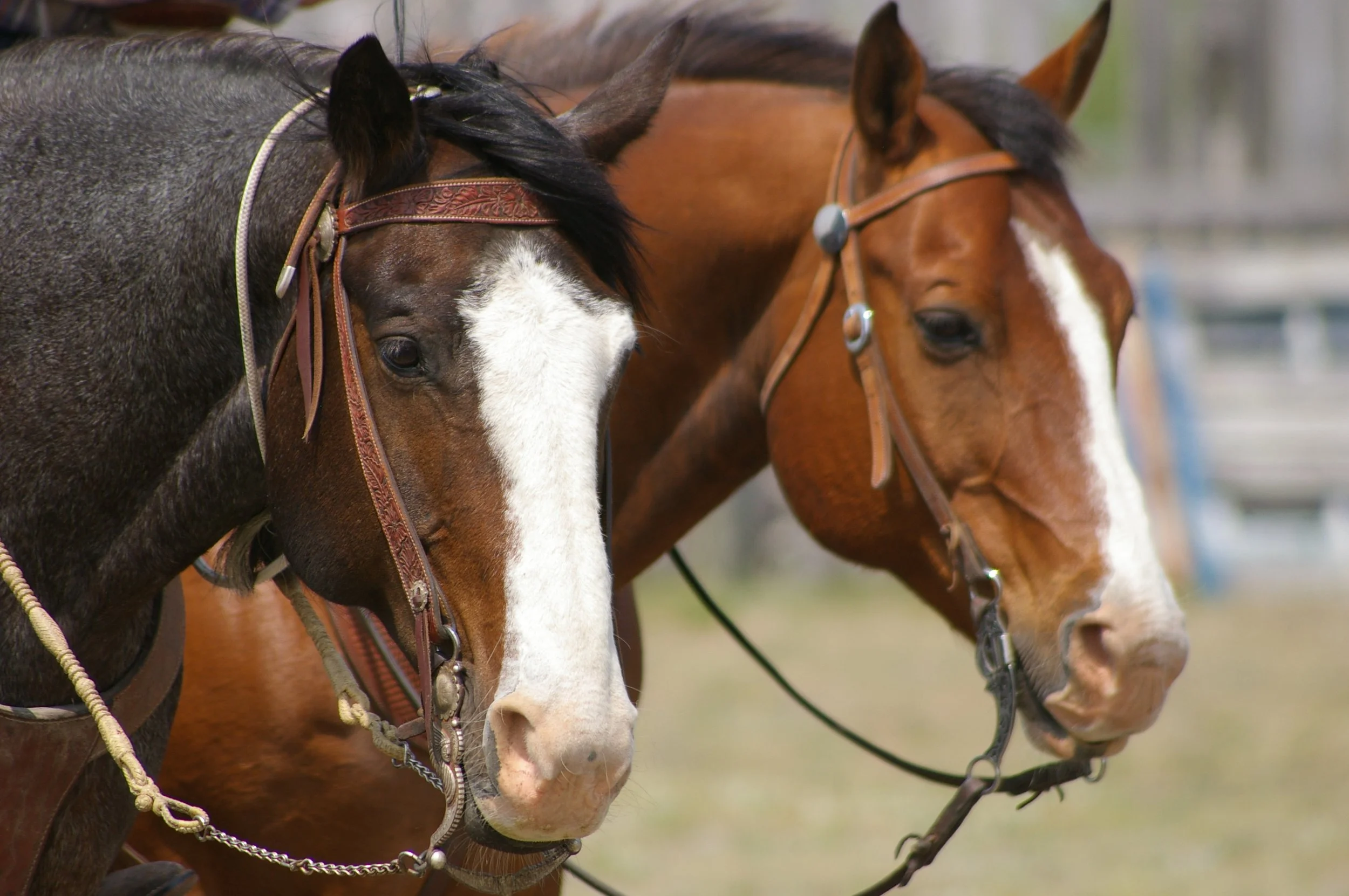Longhorn  Arena Ranch Roping 