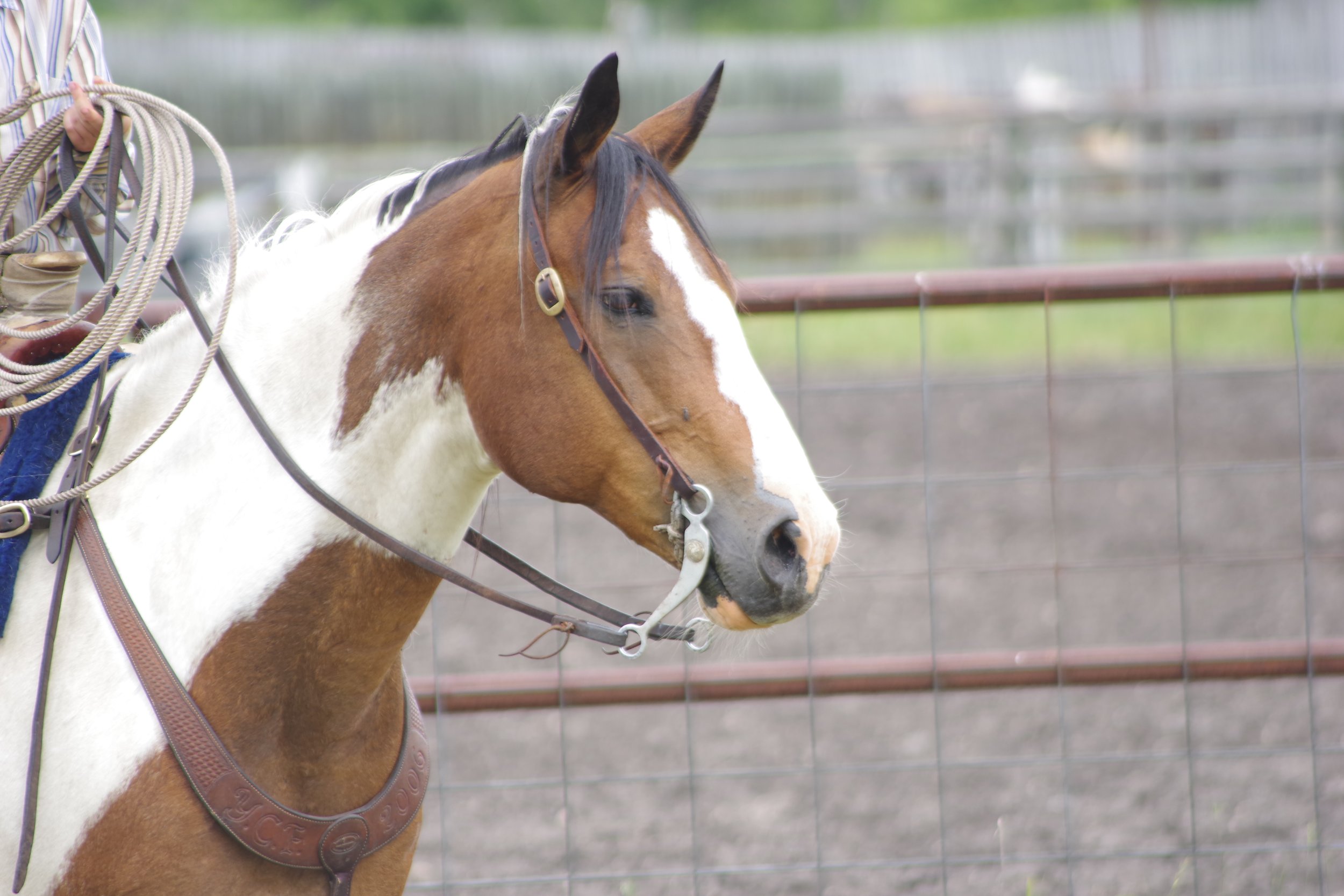 CRRA Novice Ranc Roping Classes - Ontario