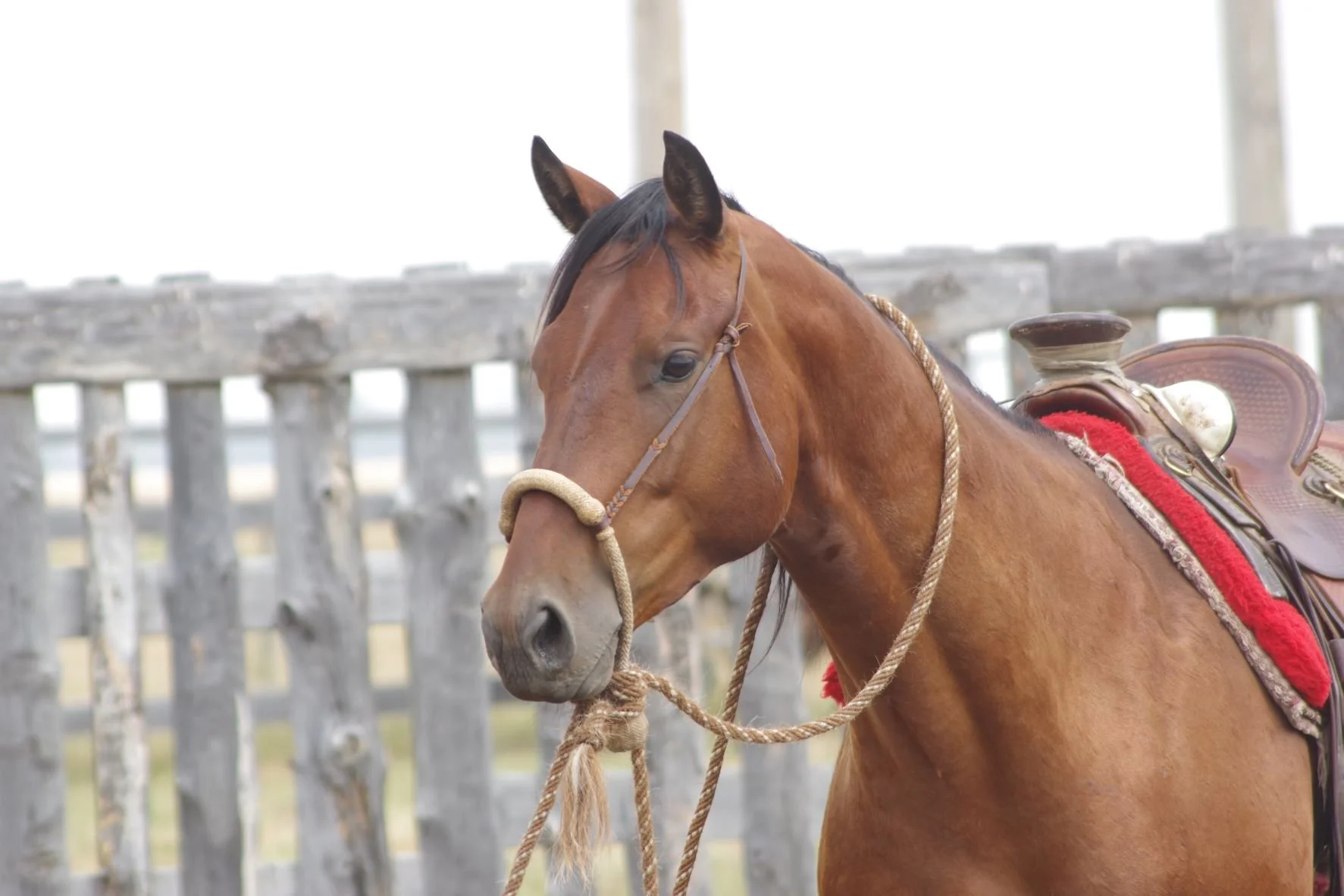 Waitin' for Spring:Winter Series #4