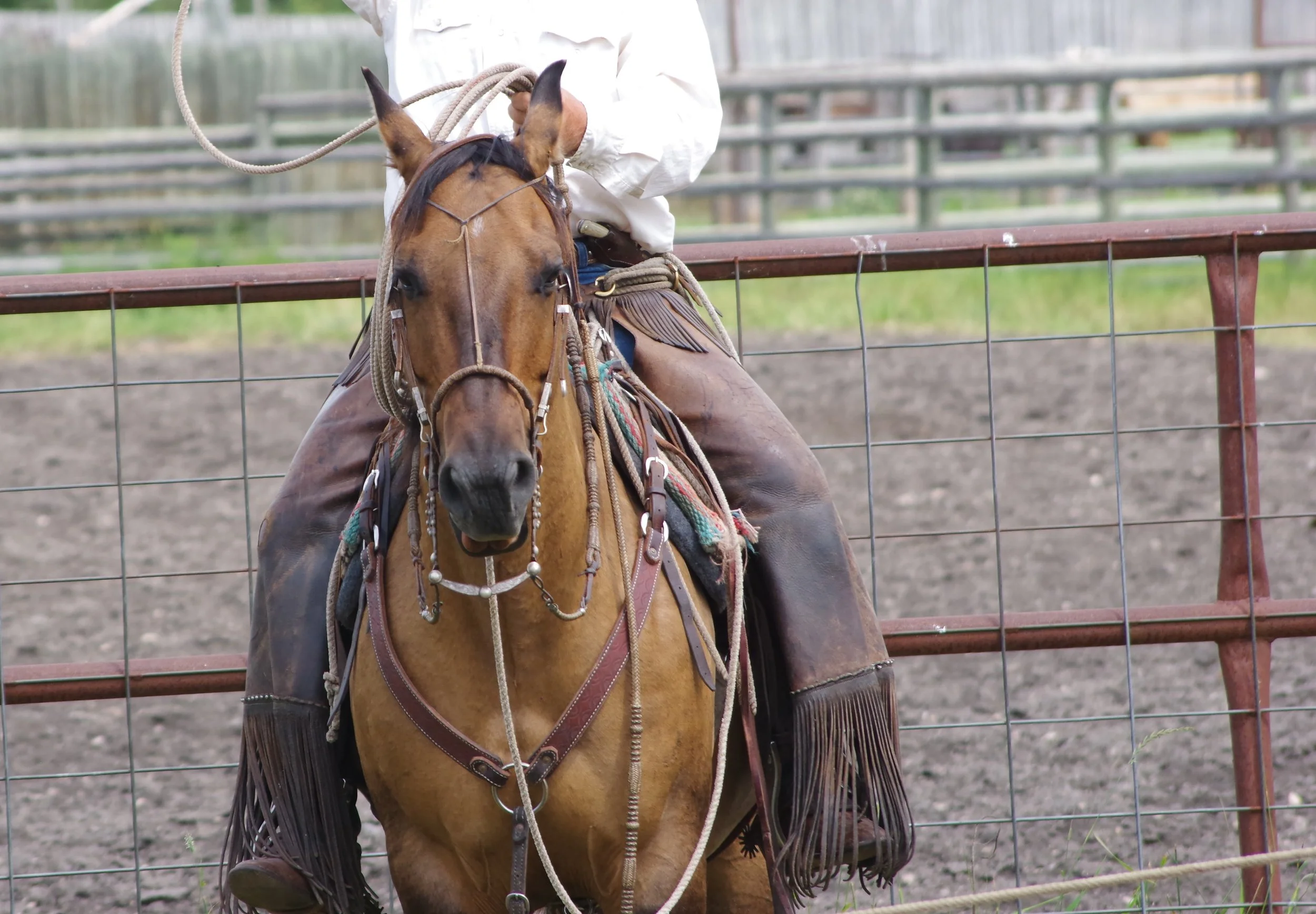 Parkland Ranch Roping