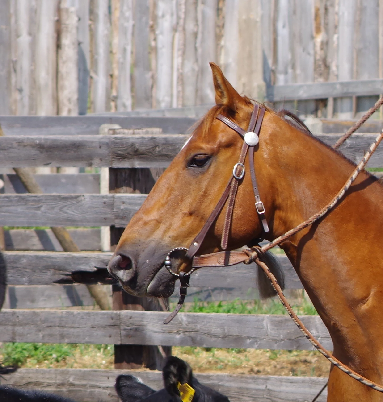 Petrofka View Ranch Roping 