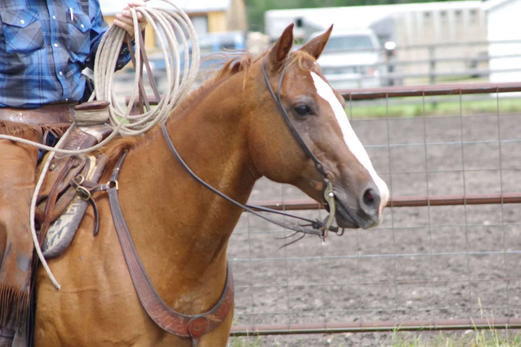 Parkland Ranch Roping 