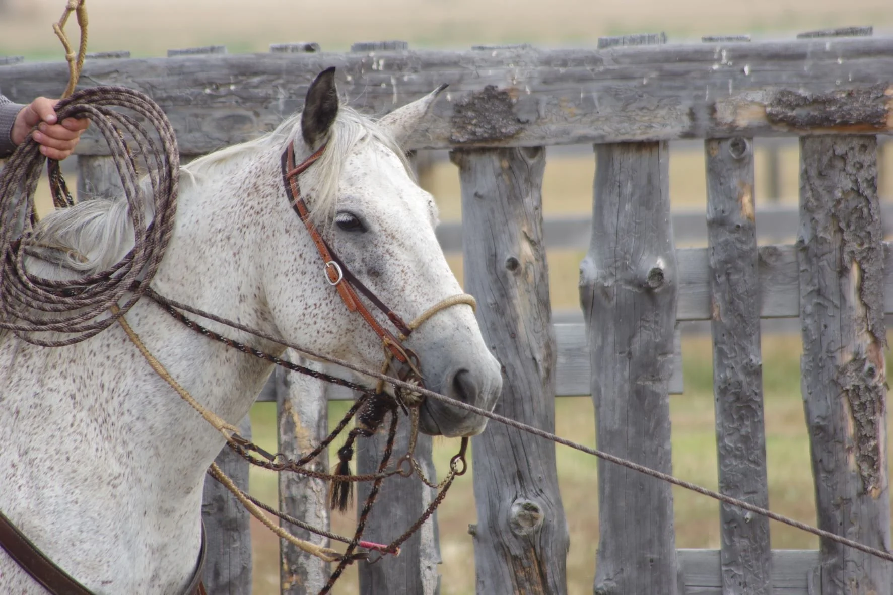 Letir Mhor Ranc Roping #1 and #2 