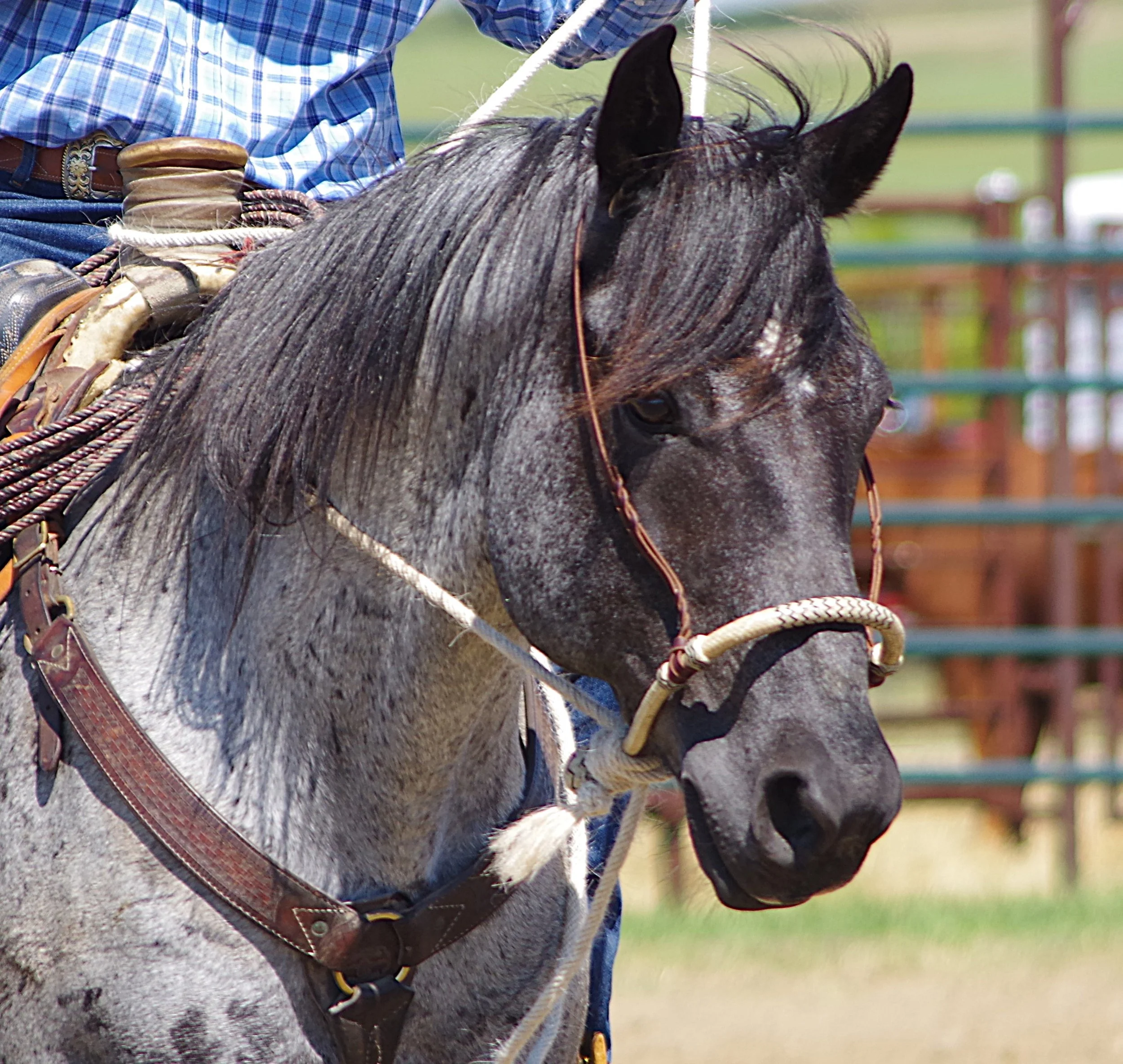 Fort Comfort Ranch Roping 