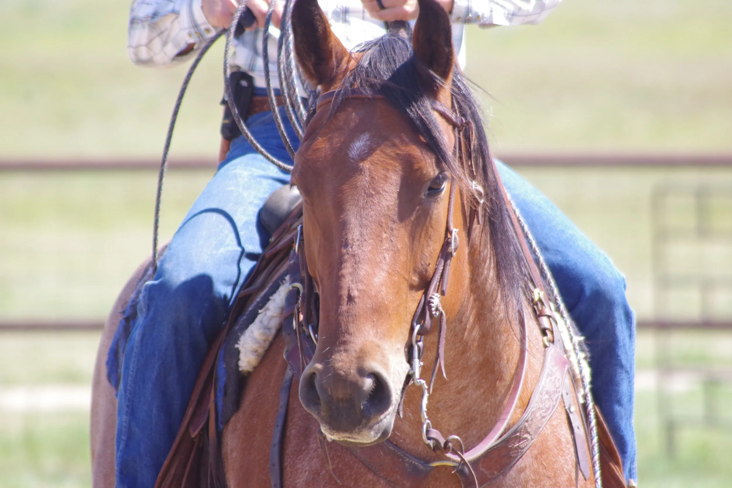 Letir Mhor Ranch Roping