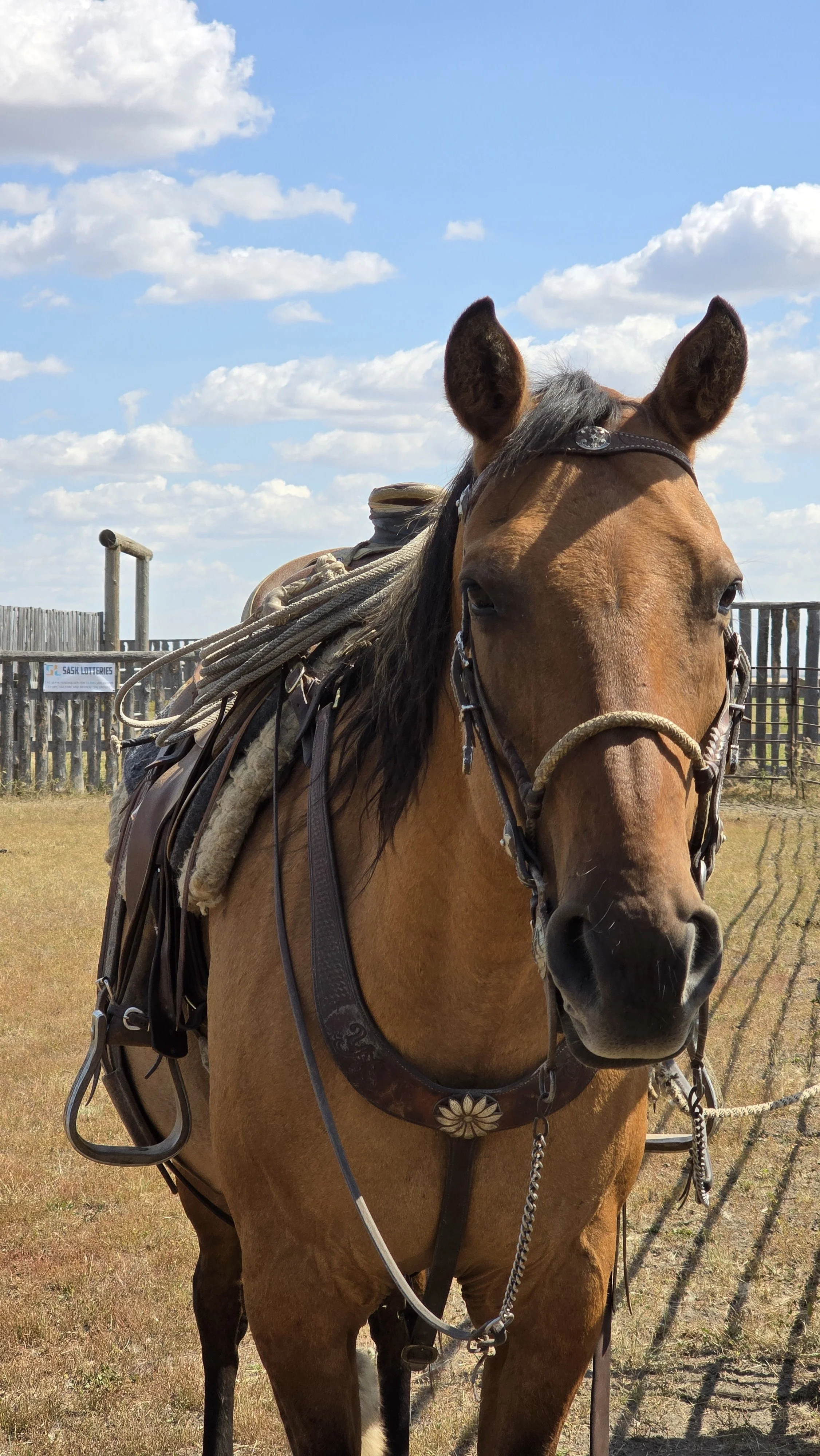 Coteau Range Ranch Roping