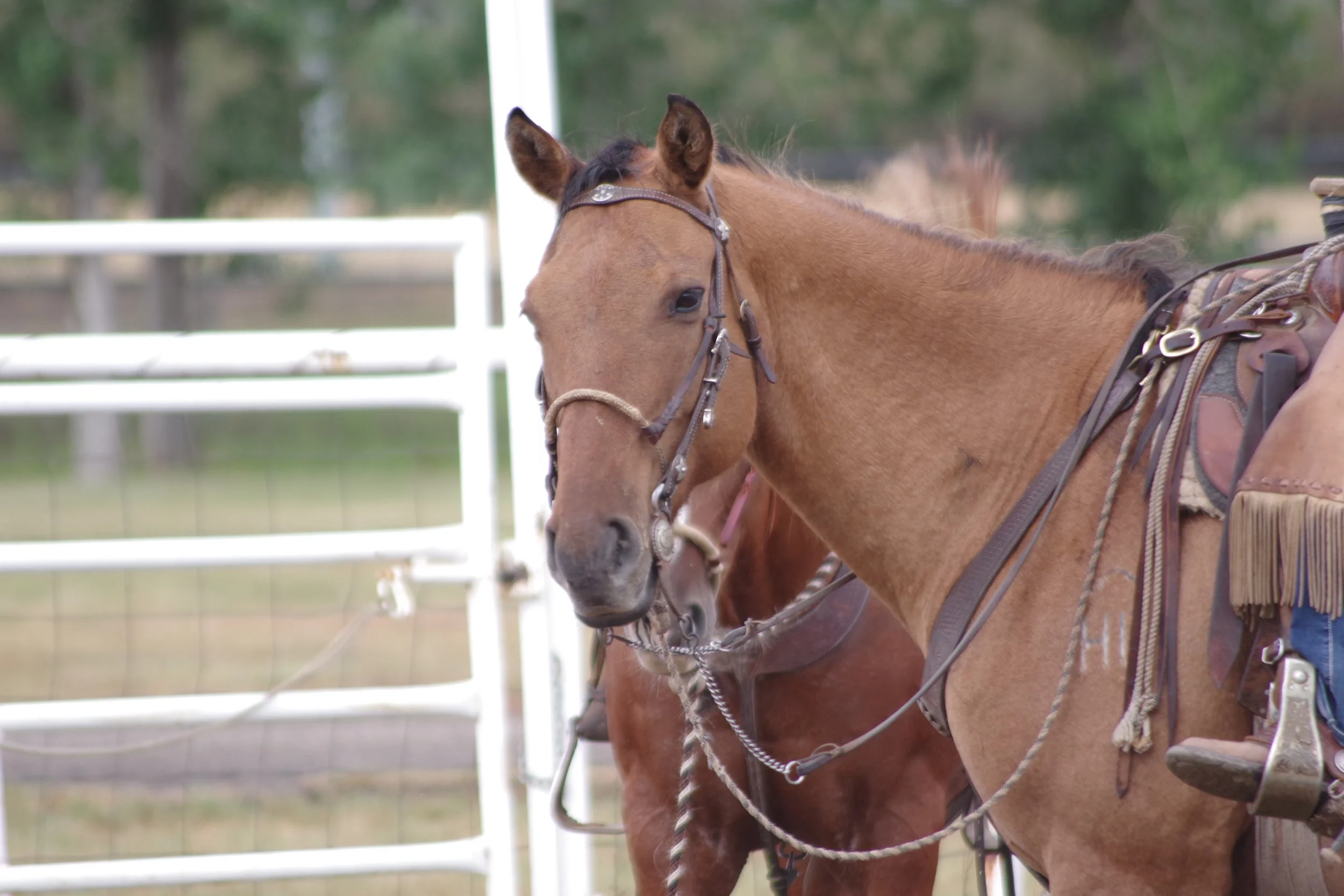 Moose Jaw Ranch Roping 