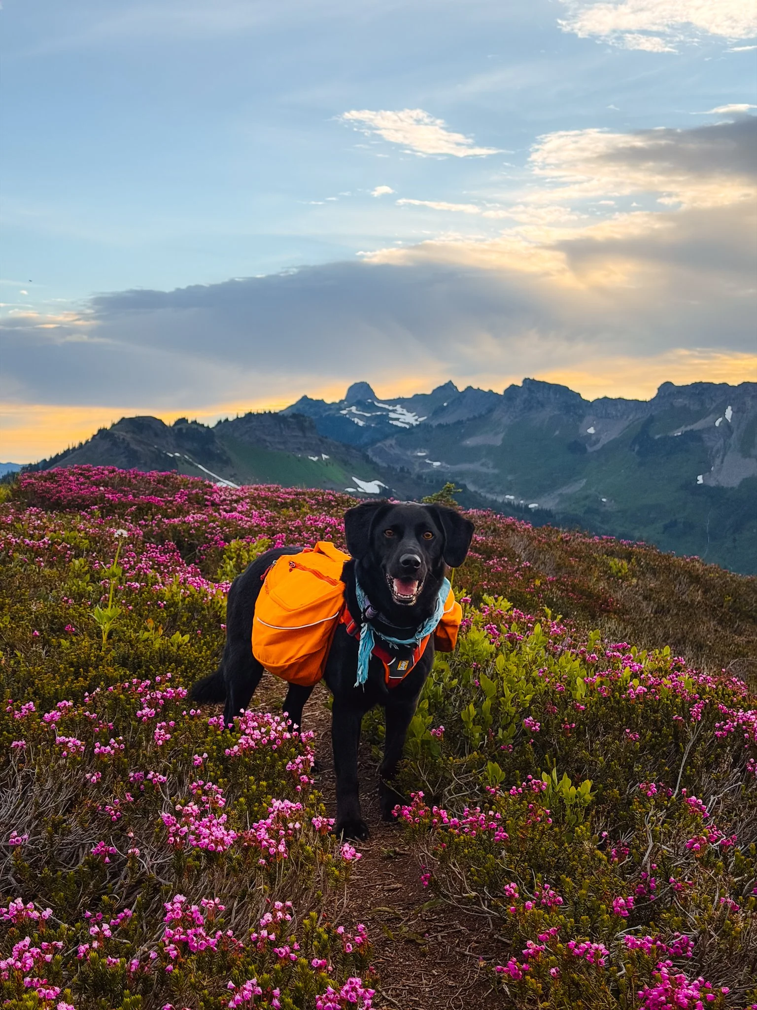 dog backpacking hiking camping gear