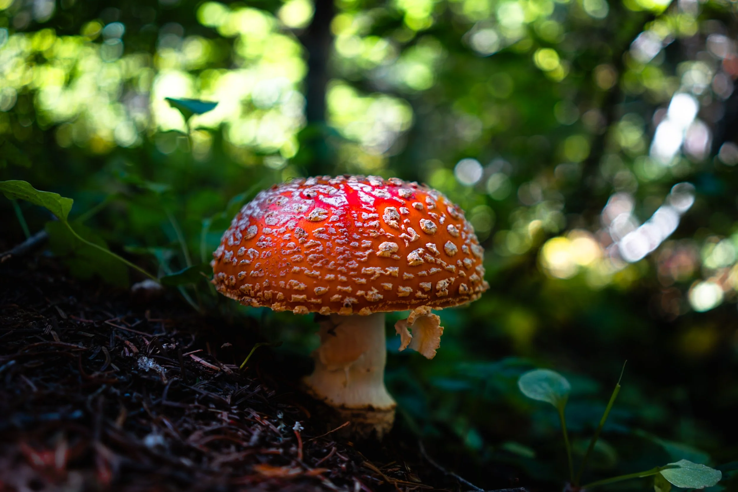 wonderland-trail-itinerary-6-days-day-5-12.JPG