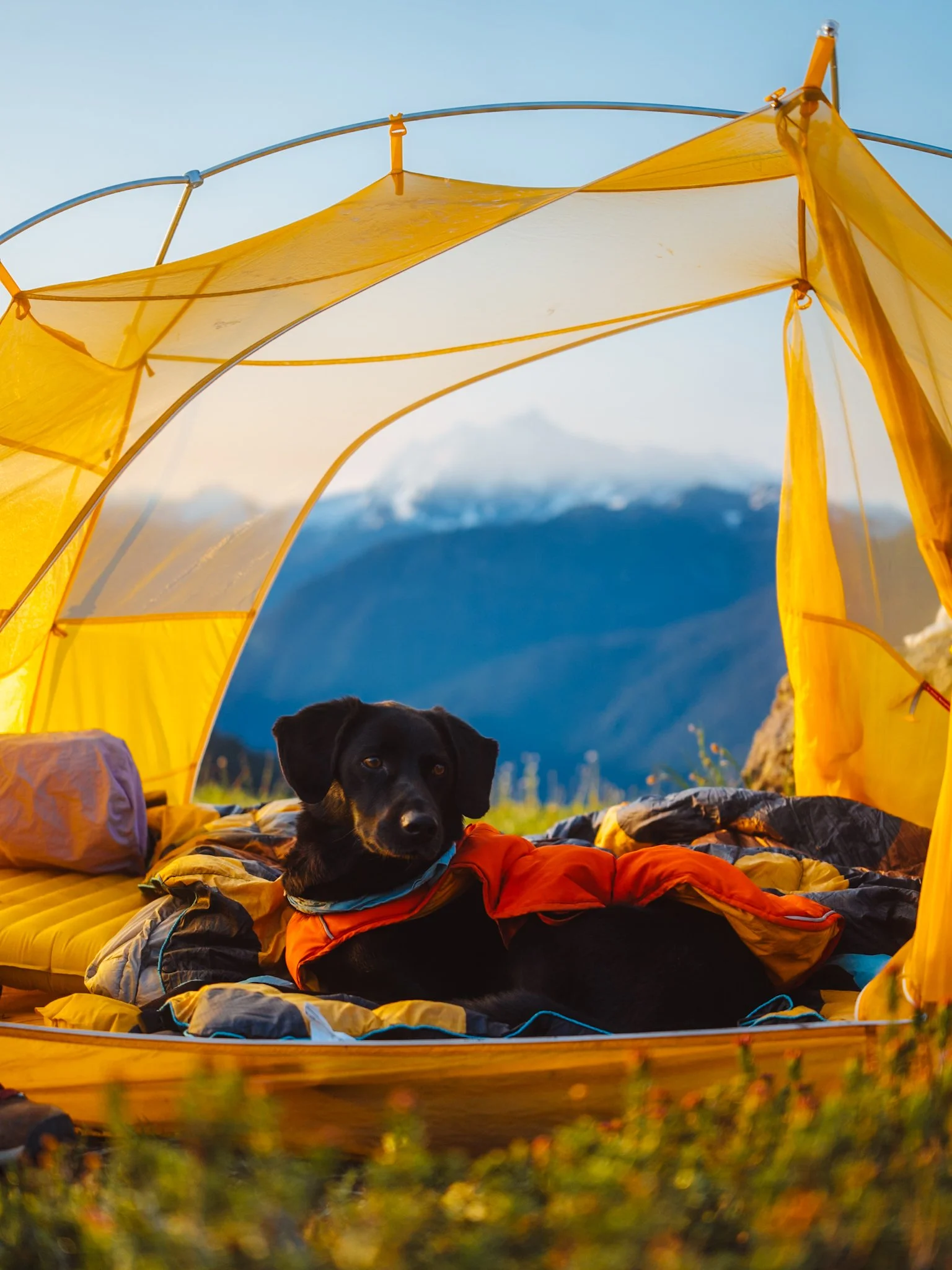 dog backpacking hiking camping gear