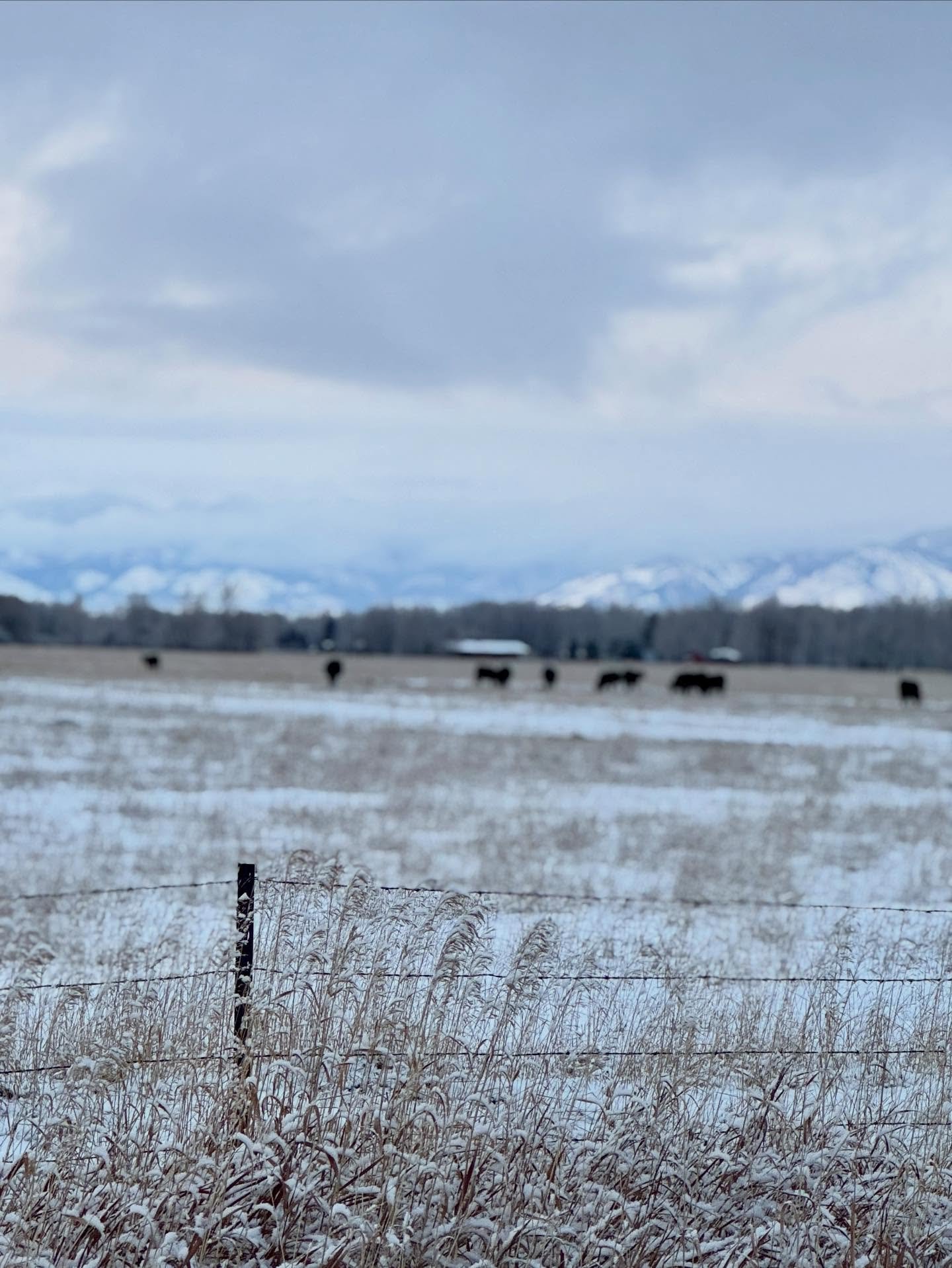 🤠MODEL ROOM // Amber + Kelsey made their way out to Montana this week for a model room review. Bozeman&rsquo;s landscape brought a quiet, breathtaking beauty that elevated the entire model room review. From the snowy mountain views to thoughtful des