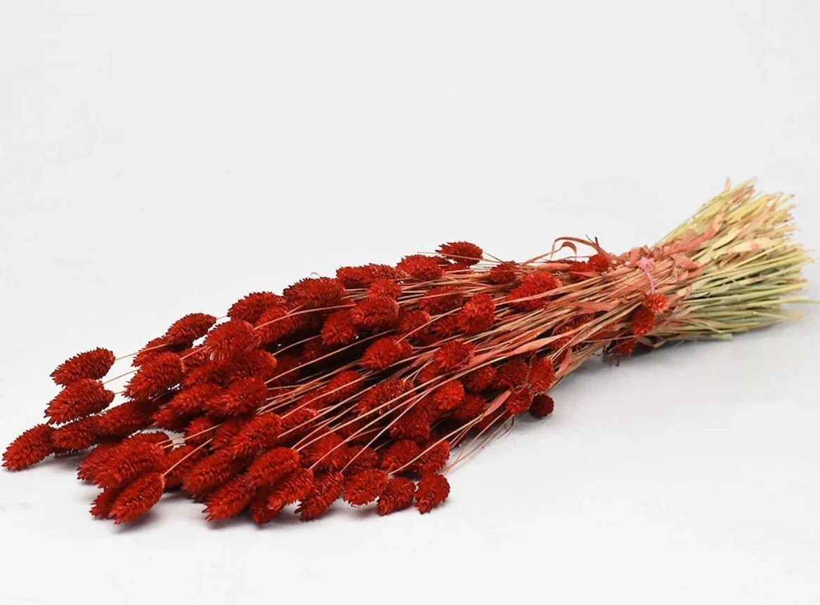 fleurs séchées, botte, décofleur, phalaris, rouge, coloré, été, décoration.jpg