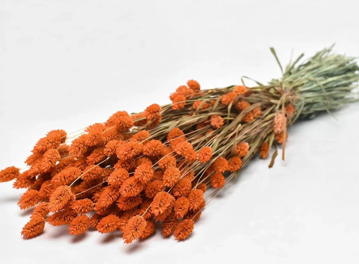fleurs séchées, botte, décofleur, phalaris, orange, coloré, été, décoration.jpg