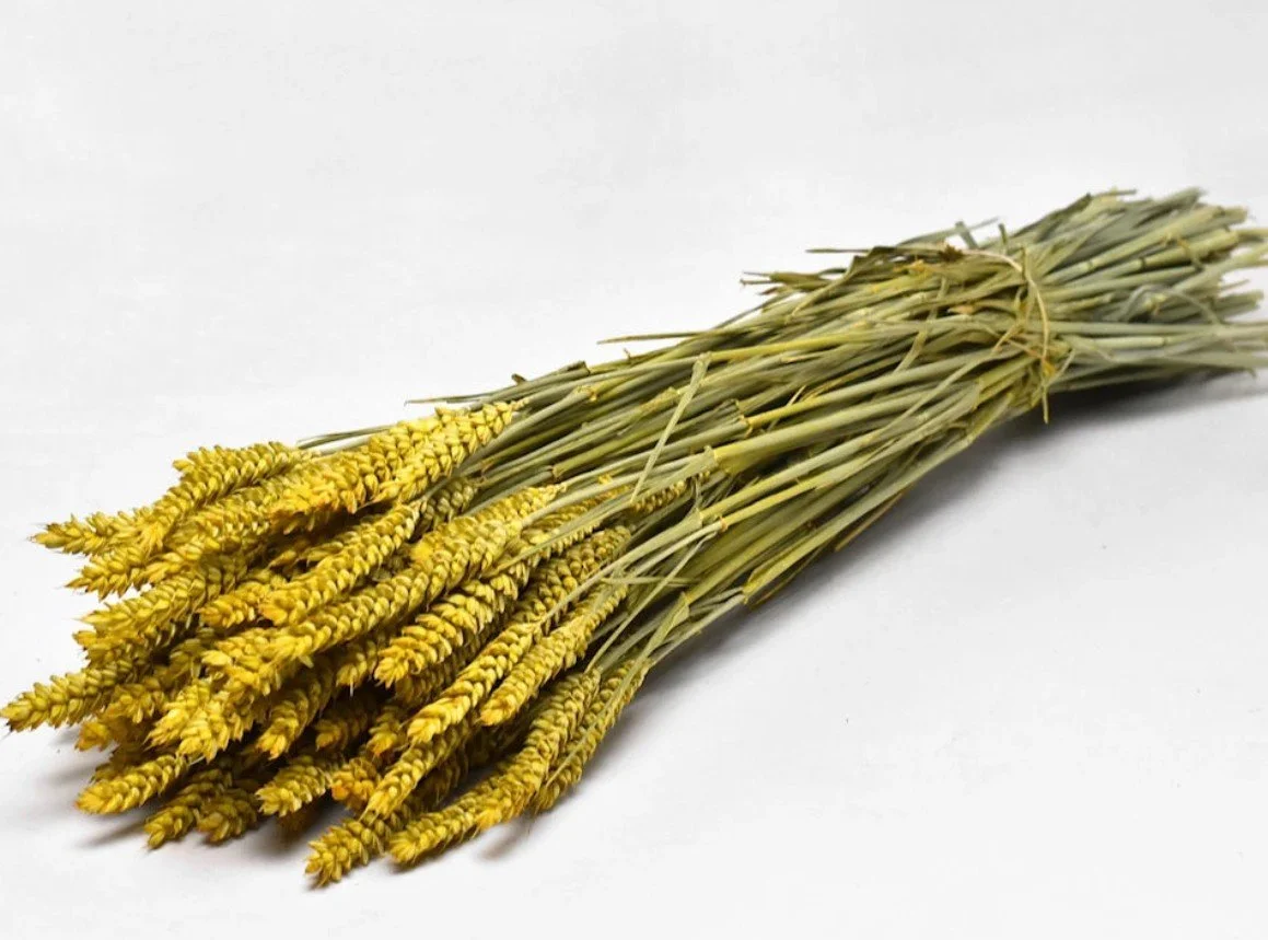 fleurs séchées, botte, décofleur, triticum, jaune, coloré, décoration .jpg