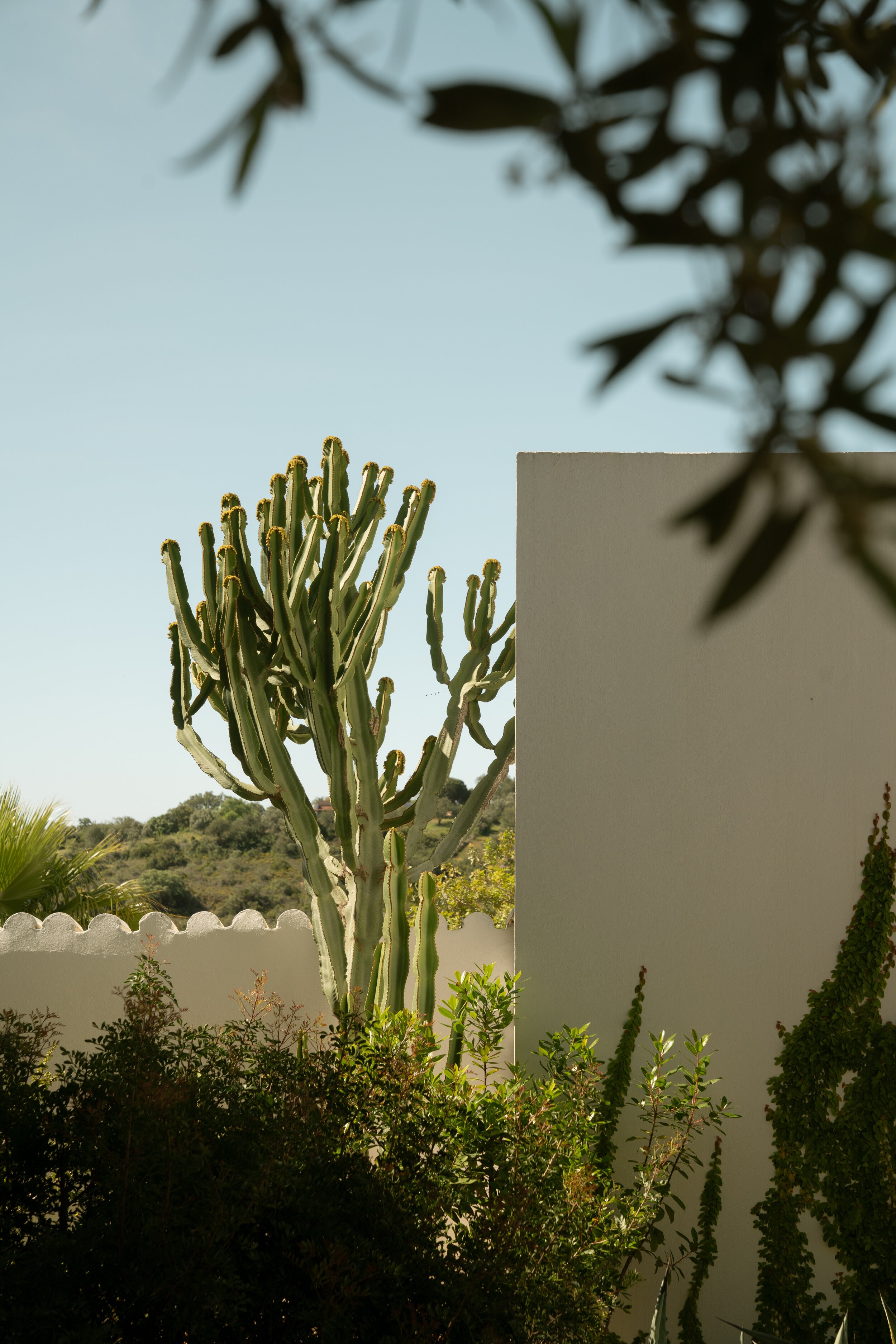 Hotel-Weekend-Barefoot-Luxury-Casa-Agostos-garden-cactus.jpg