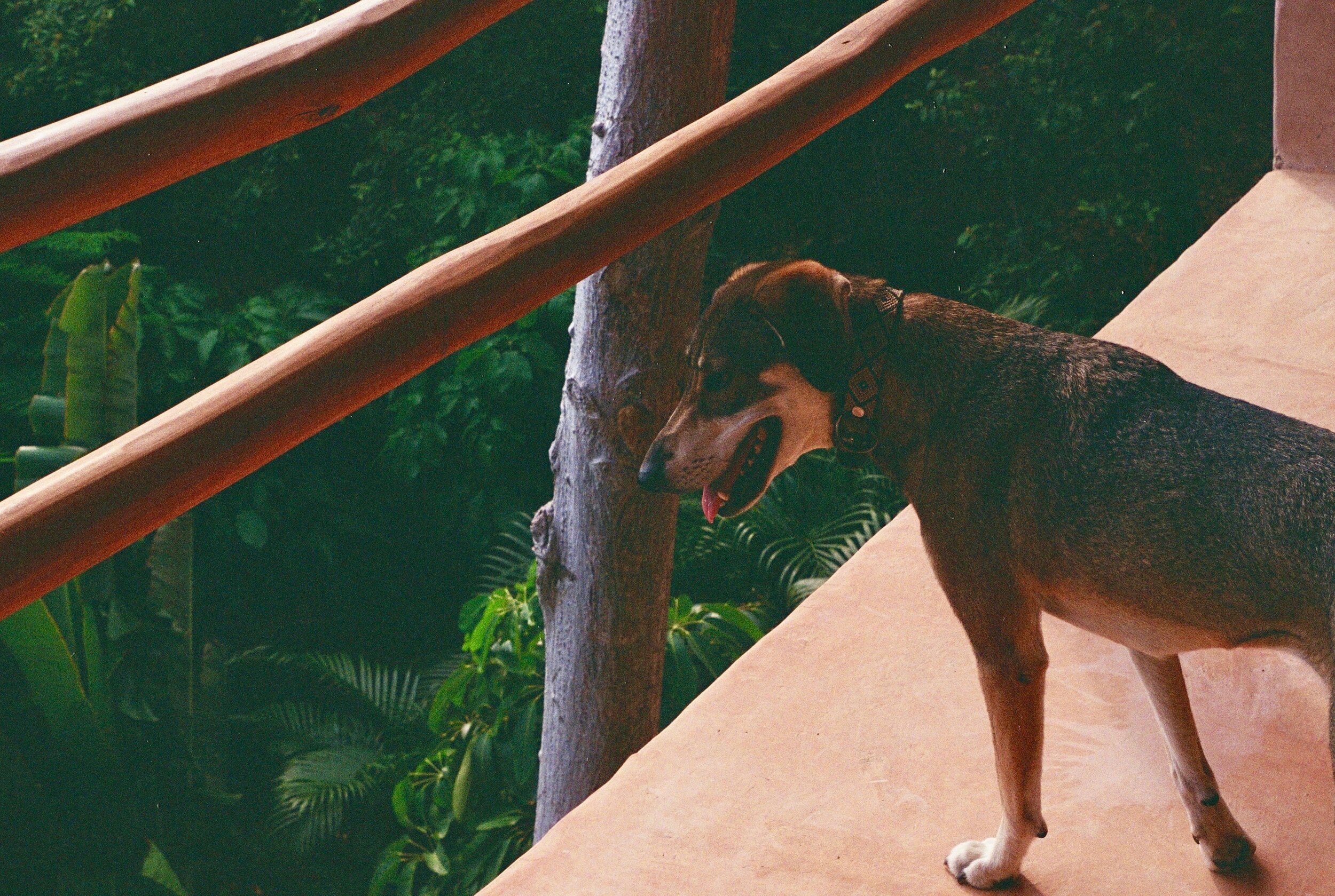 Hotel-Weekend-Barefoot-Luxury-Monte-Uzulu-Oaxaca-Caitlin-Dog-Friendly2.jpg