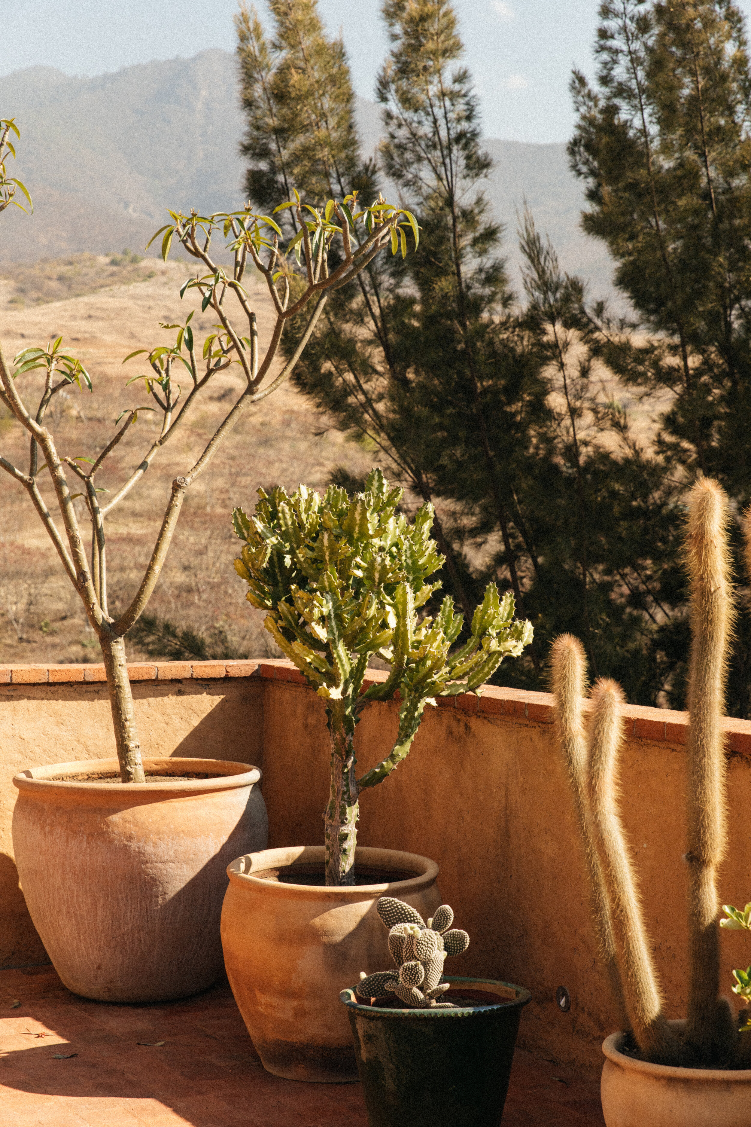 Hotel_Weekend-BArefoot-Luxury-Casa-bicu-Oaxaca-Details-cactus-mountains-landscape.jpg
