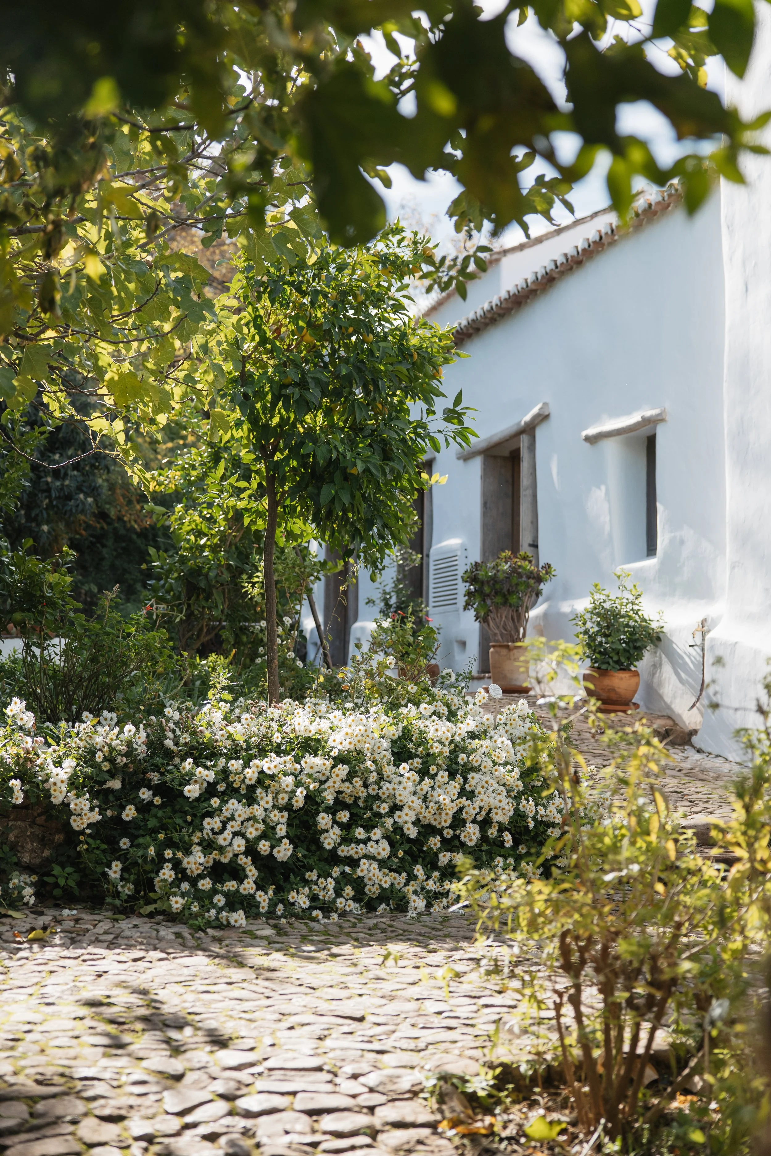 Cortijo 3.jpg