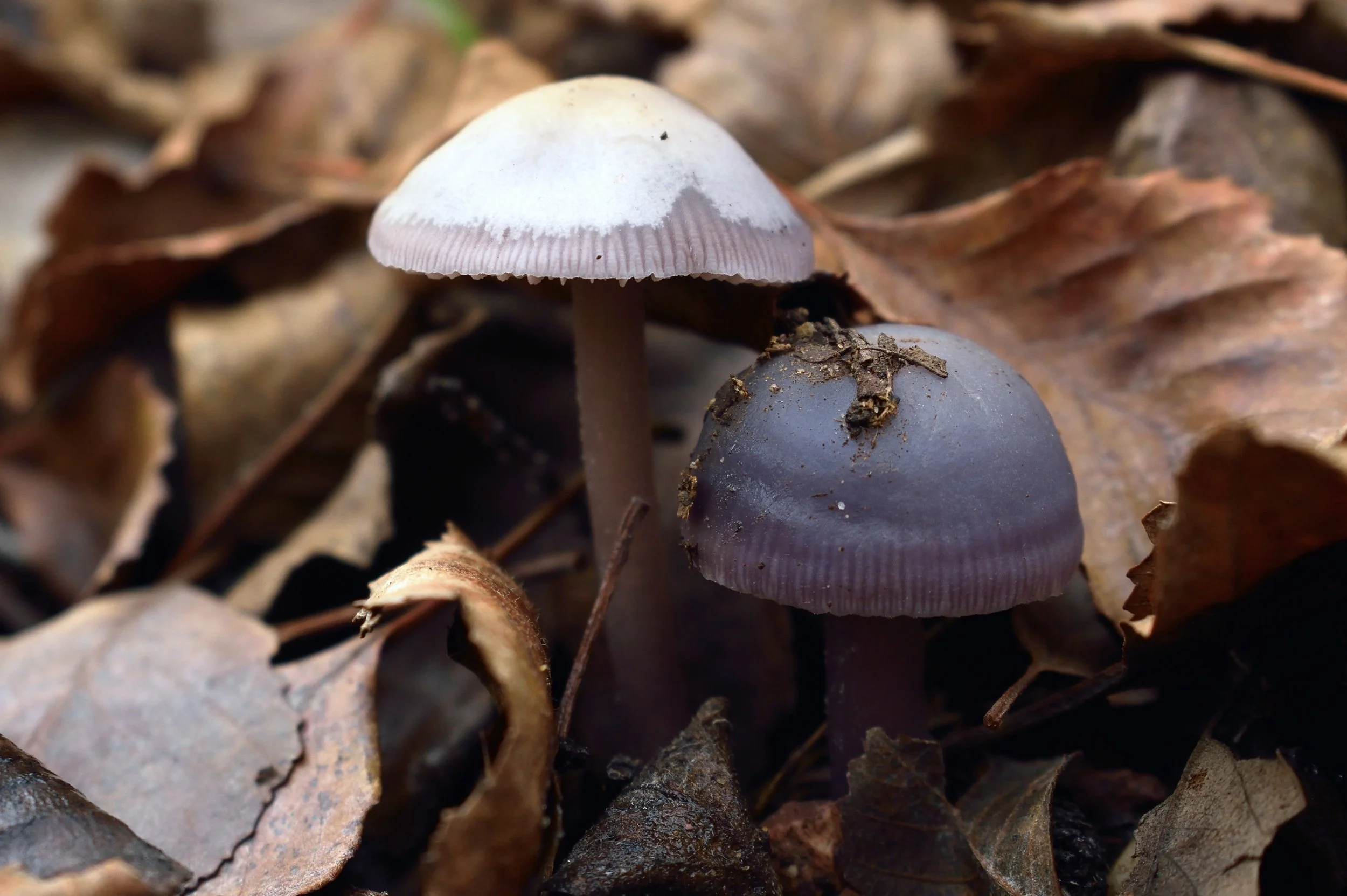 3D86791A-C3AB-40F0-86CD-DB795EB7F476.jpeg