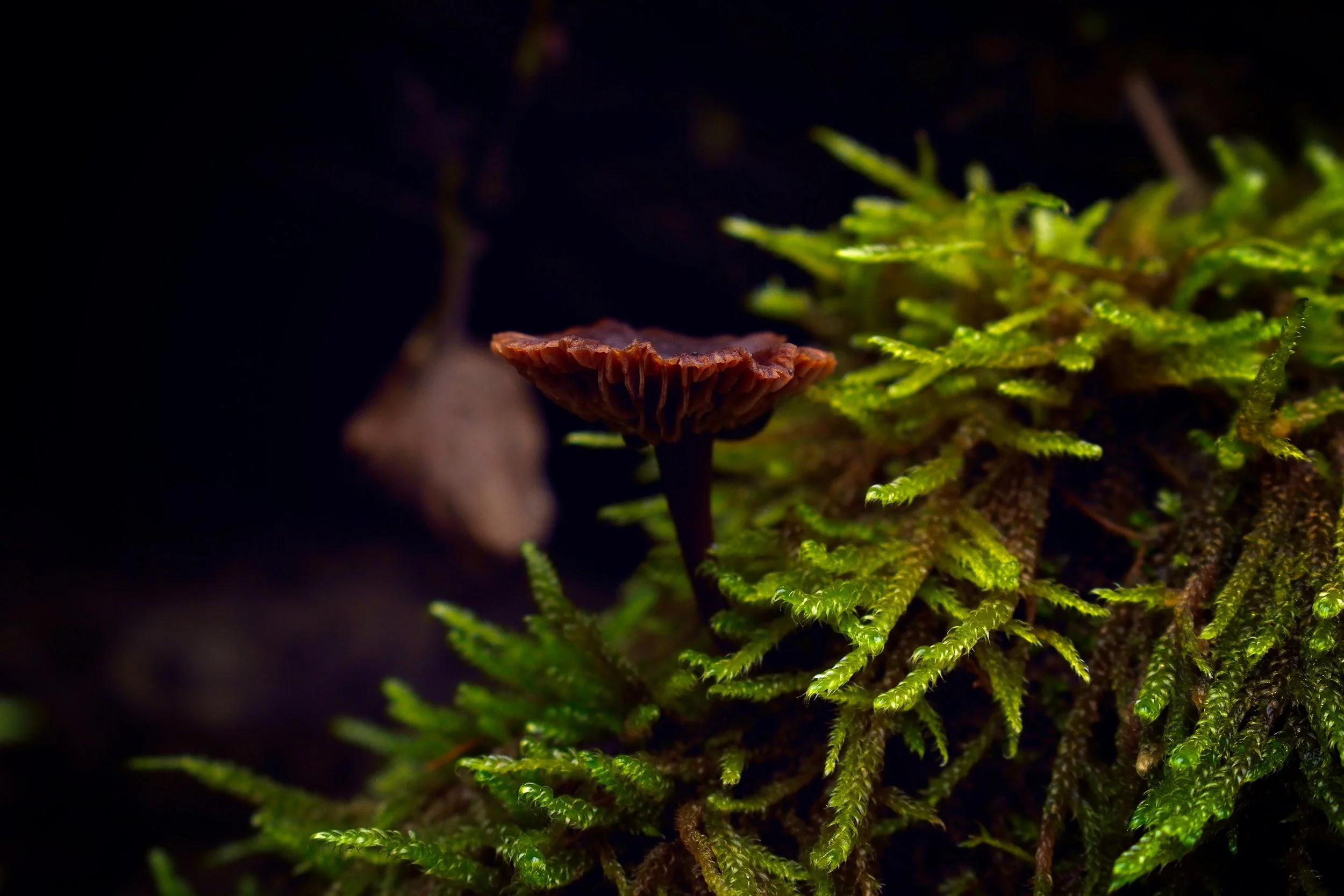 C0377437-2F69-43BA-BAB9-D4C6920361B8.jpeg