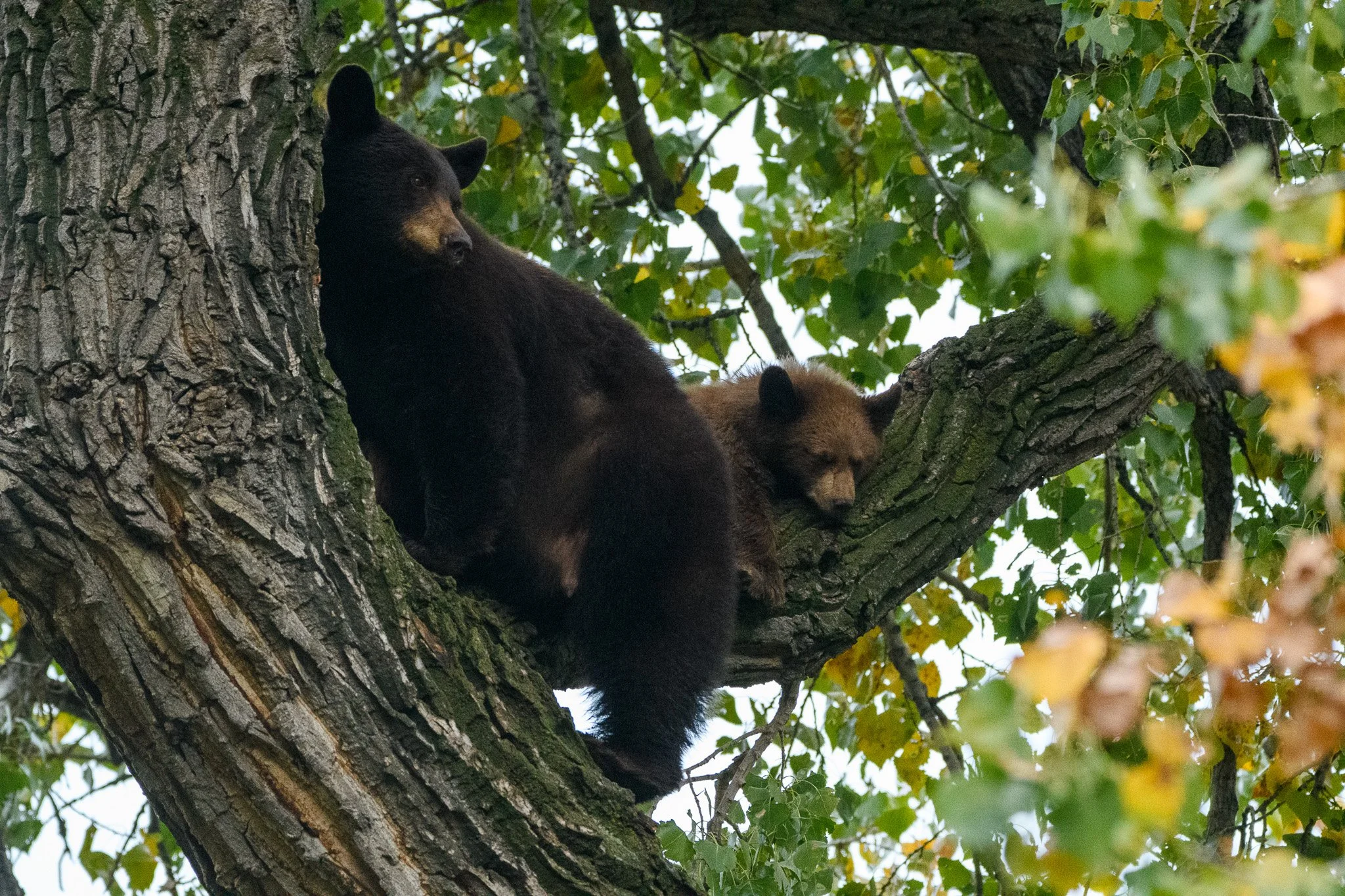 Momma and little