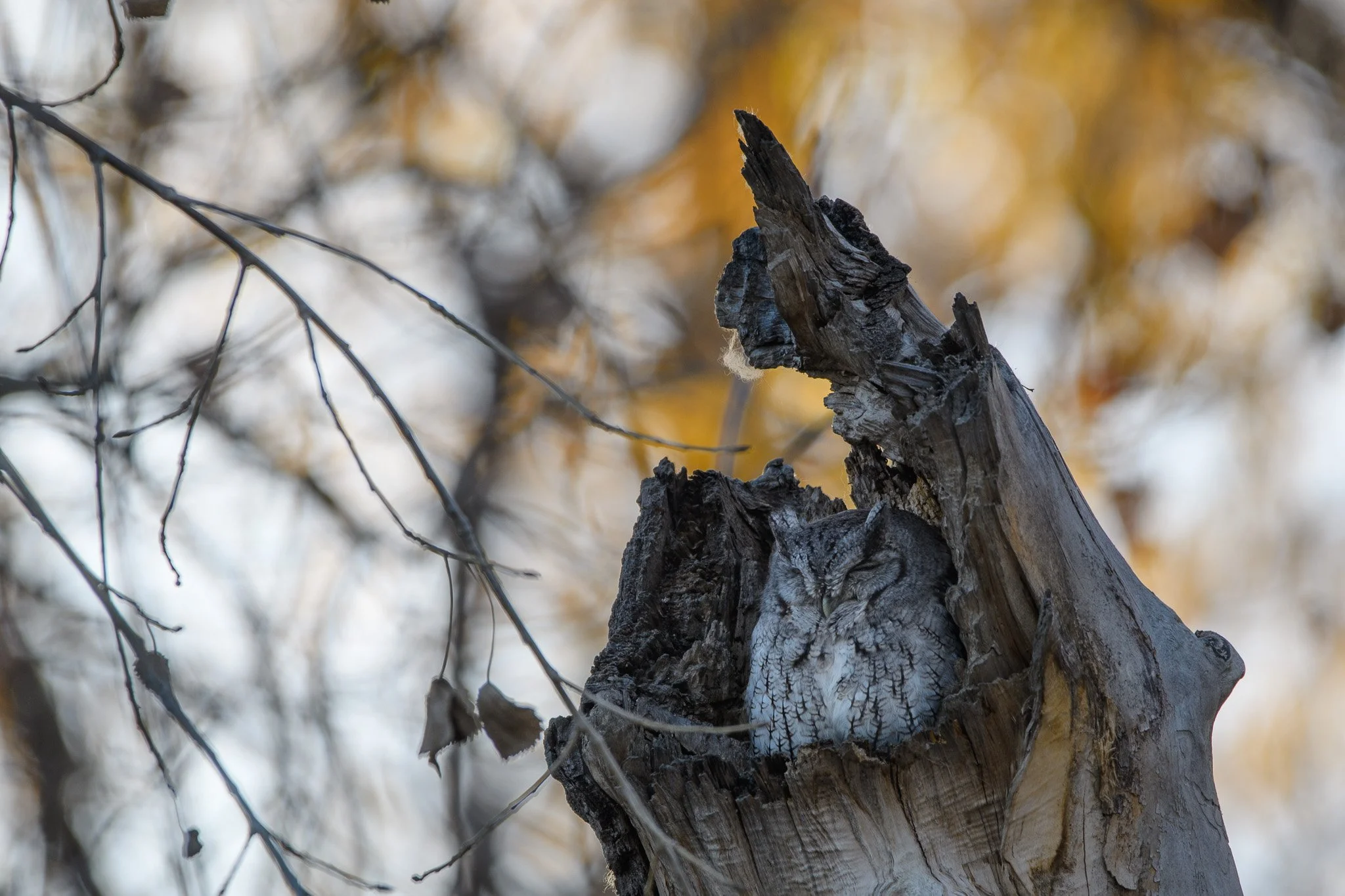 Eastern Screech