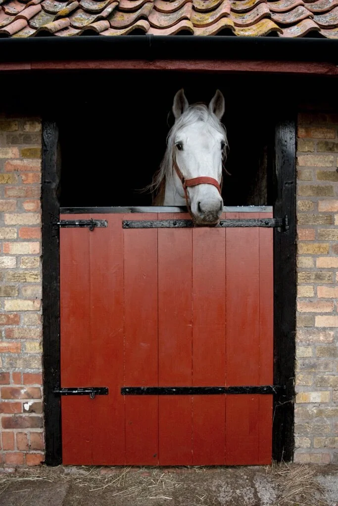 Touchstone Slivery Laughton, Grade 2 Irish Draught Stallion based in Yorkshire