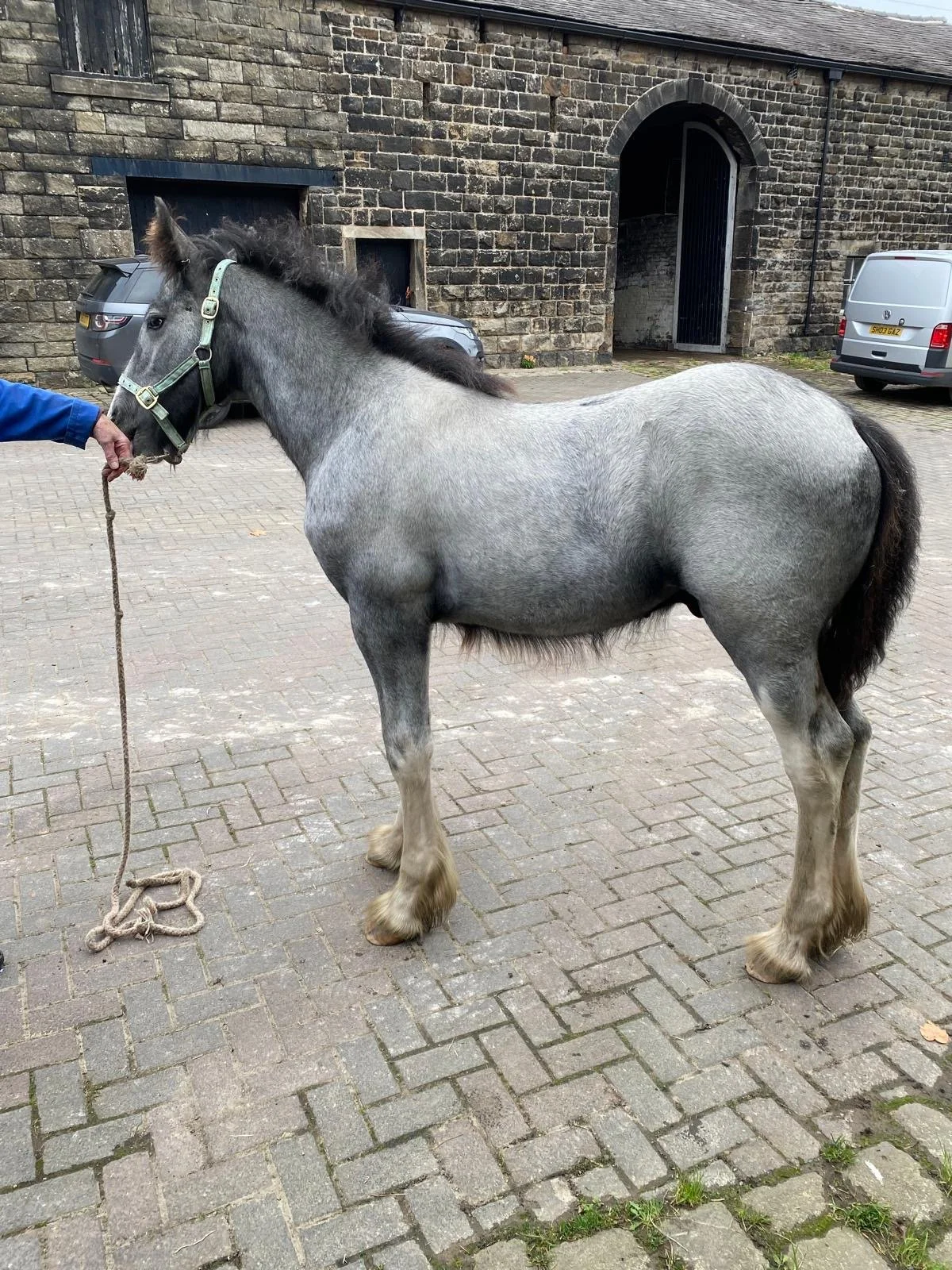 grey-shire-foal-for-sale-Uk.JPG