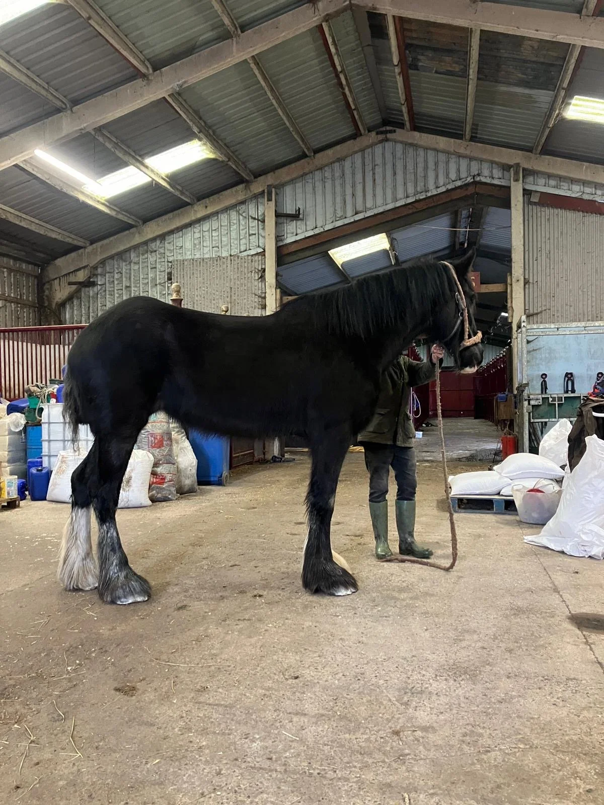 4-year-old-shire-horse-for-sale-UK.JPG