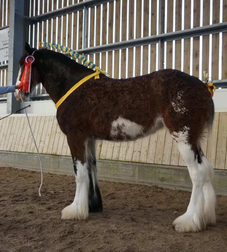 LandcliffeRose-2yoFilly-SpringShow-2026.jpg