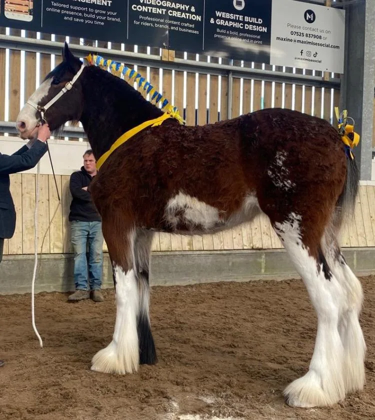 LandcliffeRose-Champion-2yearoldFilly-SpringShow-2026.jpg
