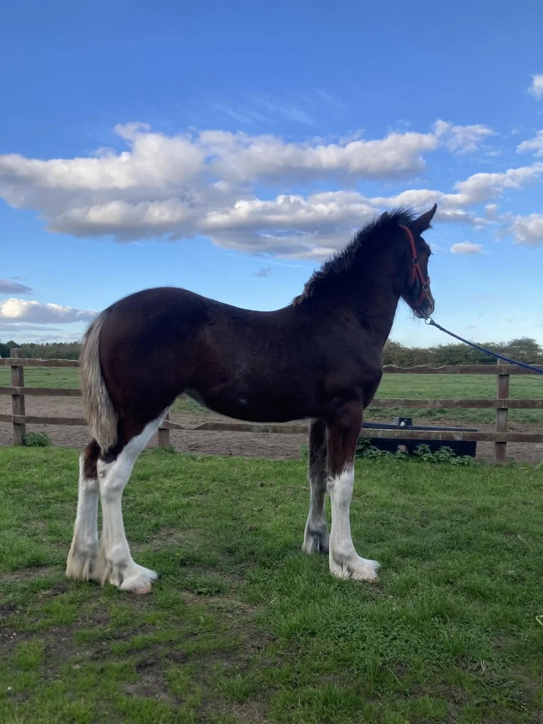 Bay-show-quality-shire-filly-foal-for-sale-yorkshire.jpg