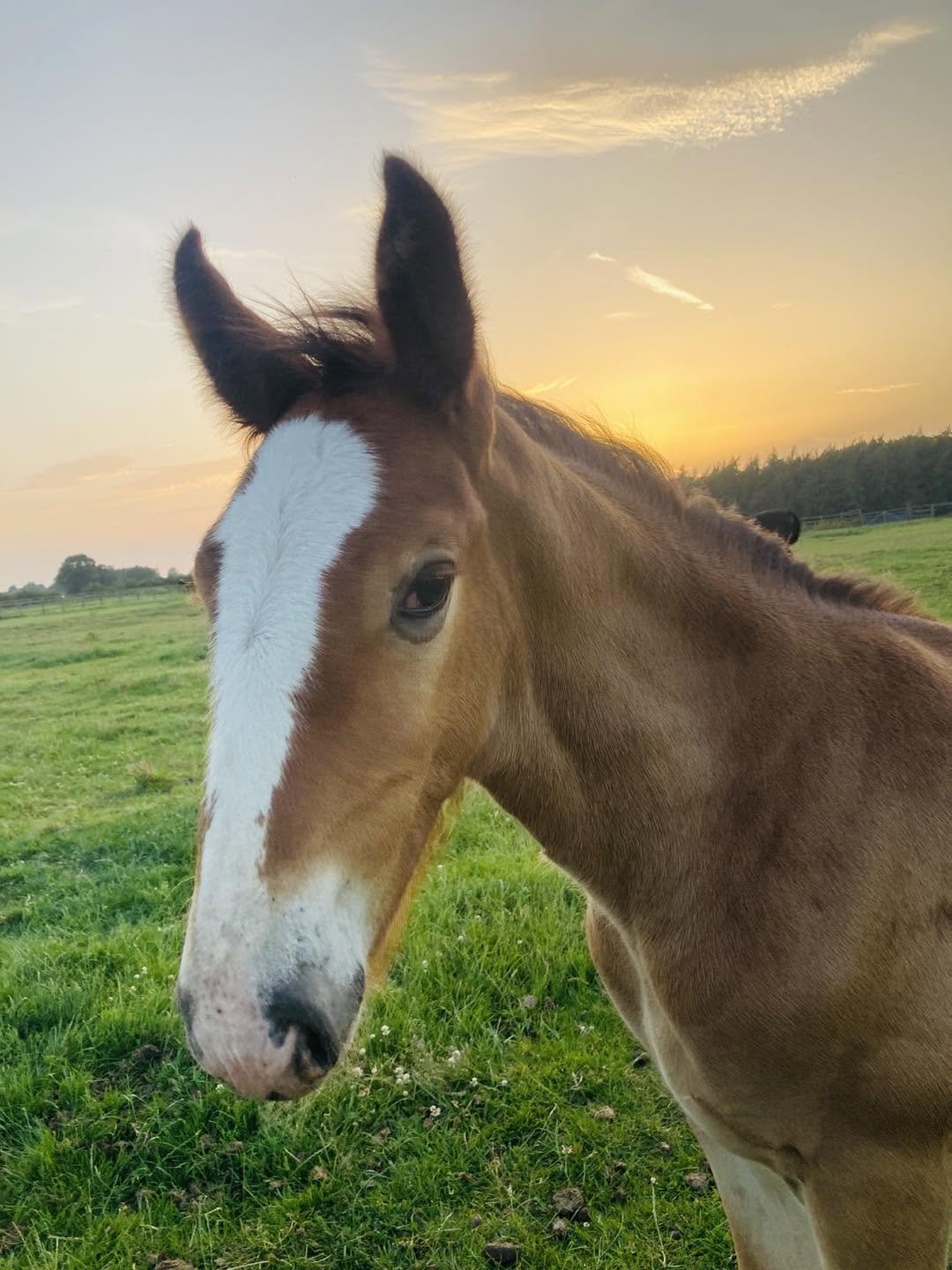 Bay-colt-shire-foal-for-sale-Yorkshire.jpg