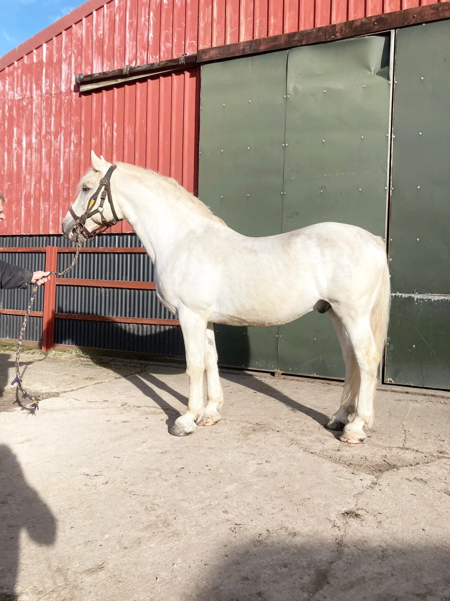 Touchstone Silver Laughton, Grey Irish Draft Stallion