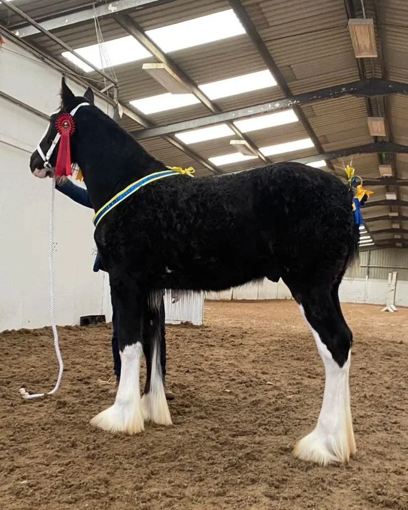 Acle Valiant Champion foal at 2025 North West and Wales Shire Foal Show