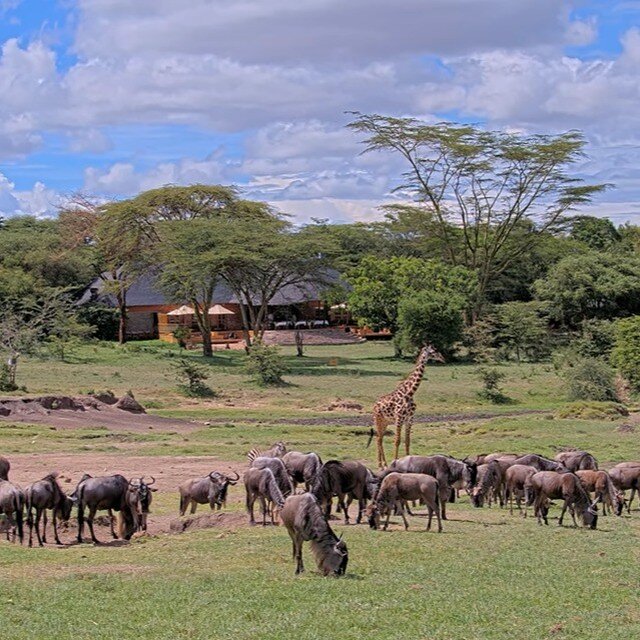 Mara Bushtops launches new Webcam to the Wild 

Mara Bushtops, the only safari camp in the Maasai Mara with a substantial natural salt lick directly in front of its camp, has just launched a new webcam with high speed internet ensuring a permanent li