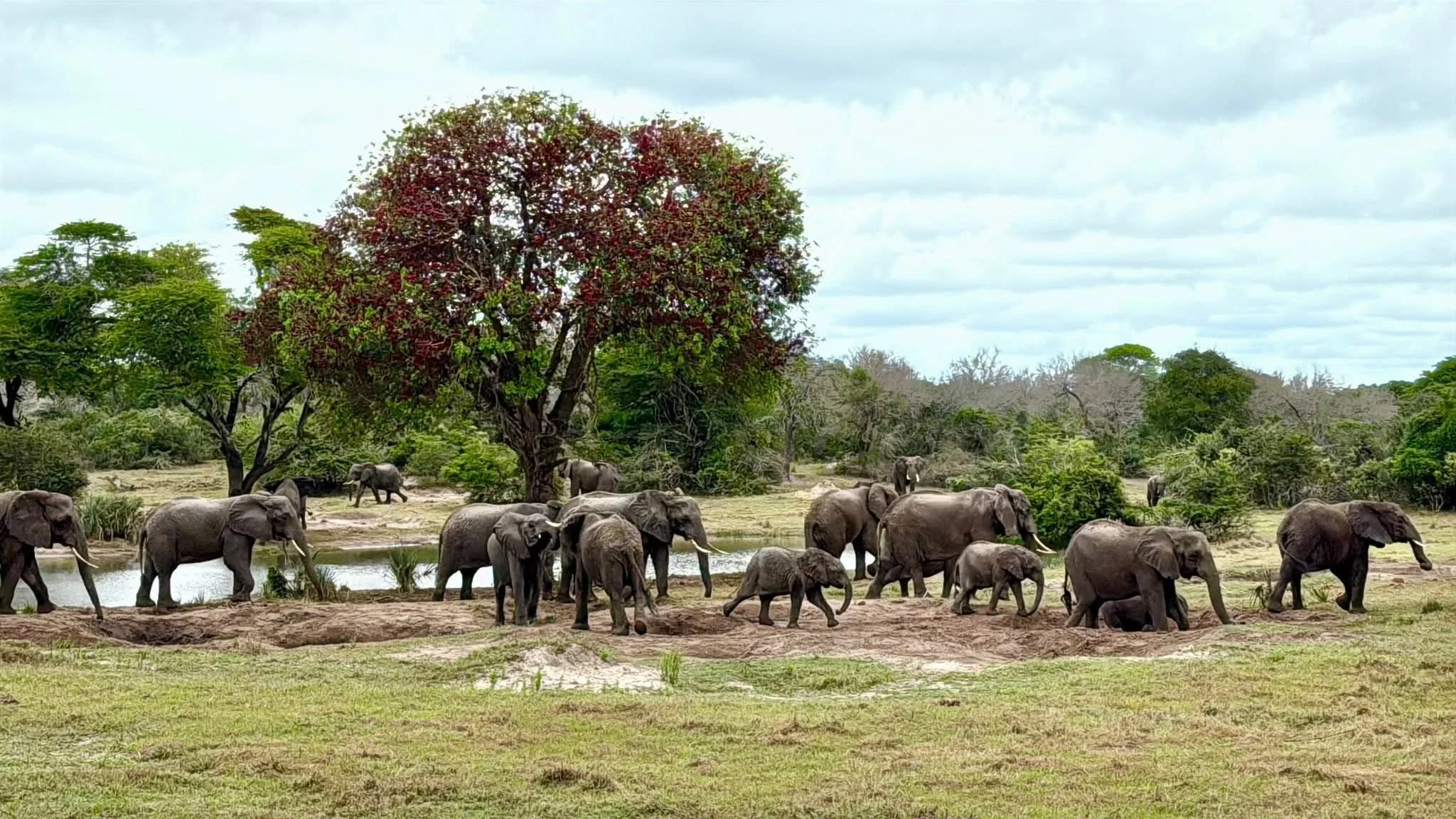 Tembe Elephant Park to host Vanishing Giants of Africa Workshop in October 2026