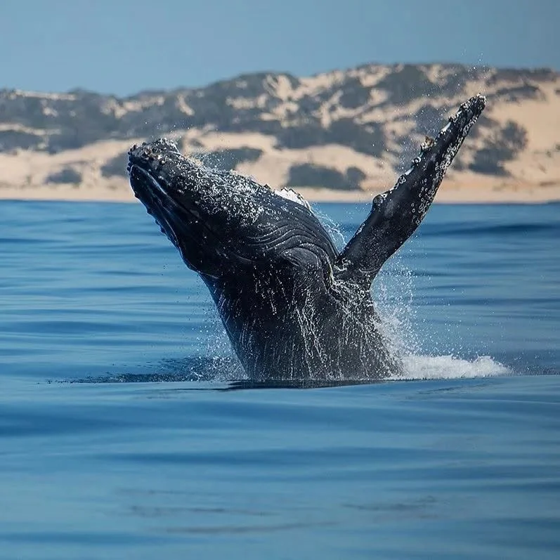 Discover Mozambique’s Marine Big 5 
