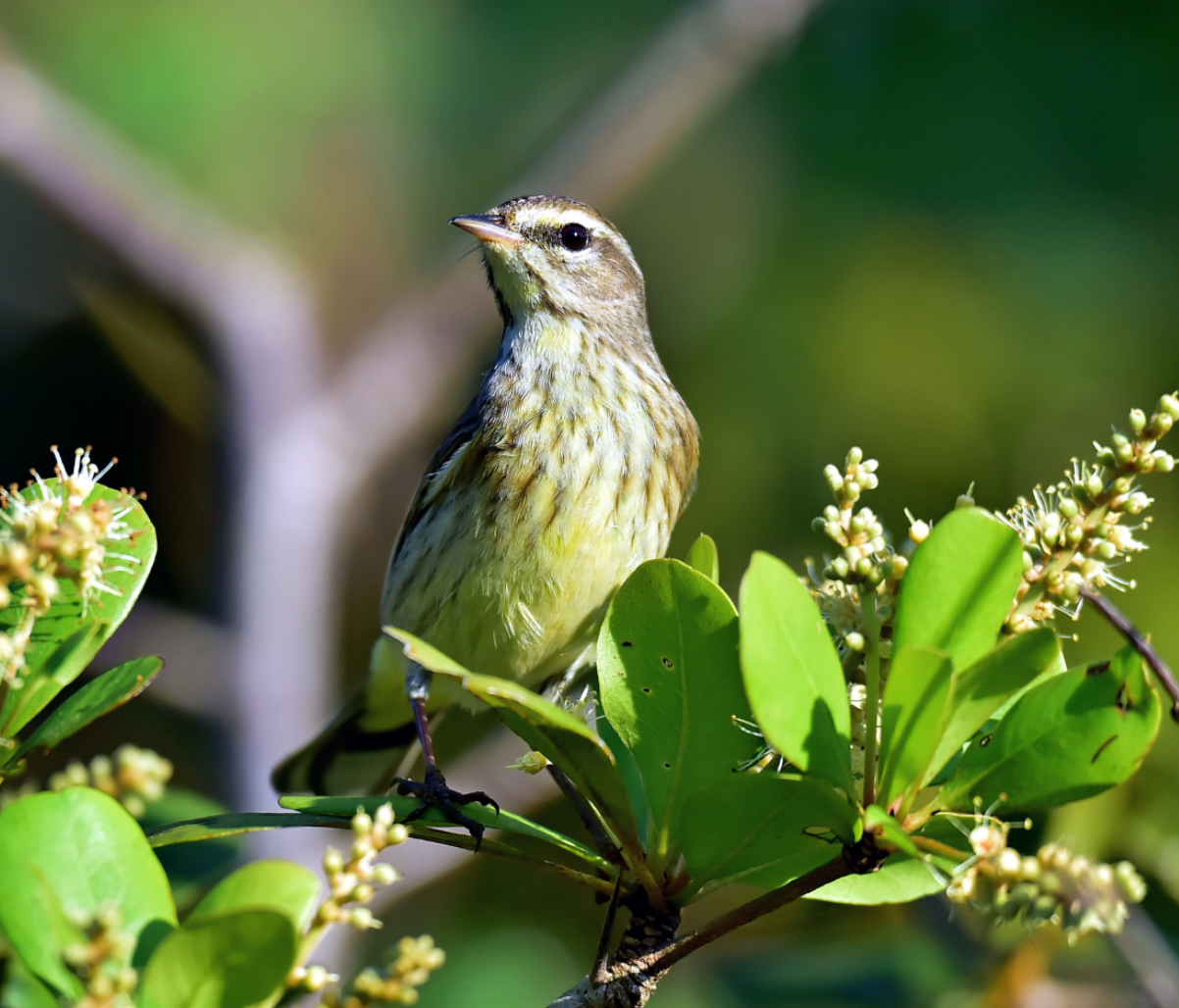 Biological Assessments and Monitoring