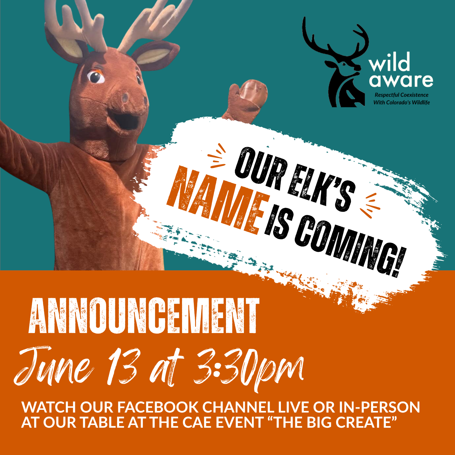Announcement of our Elk's name!
