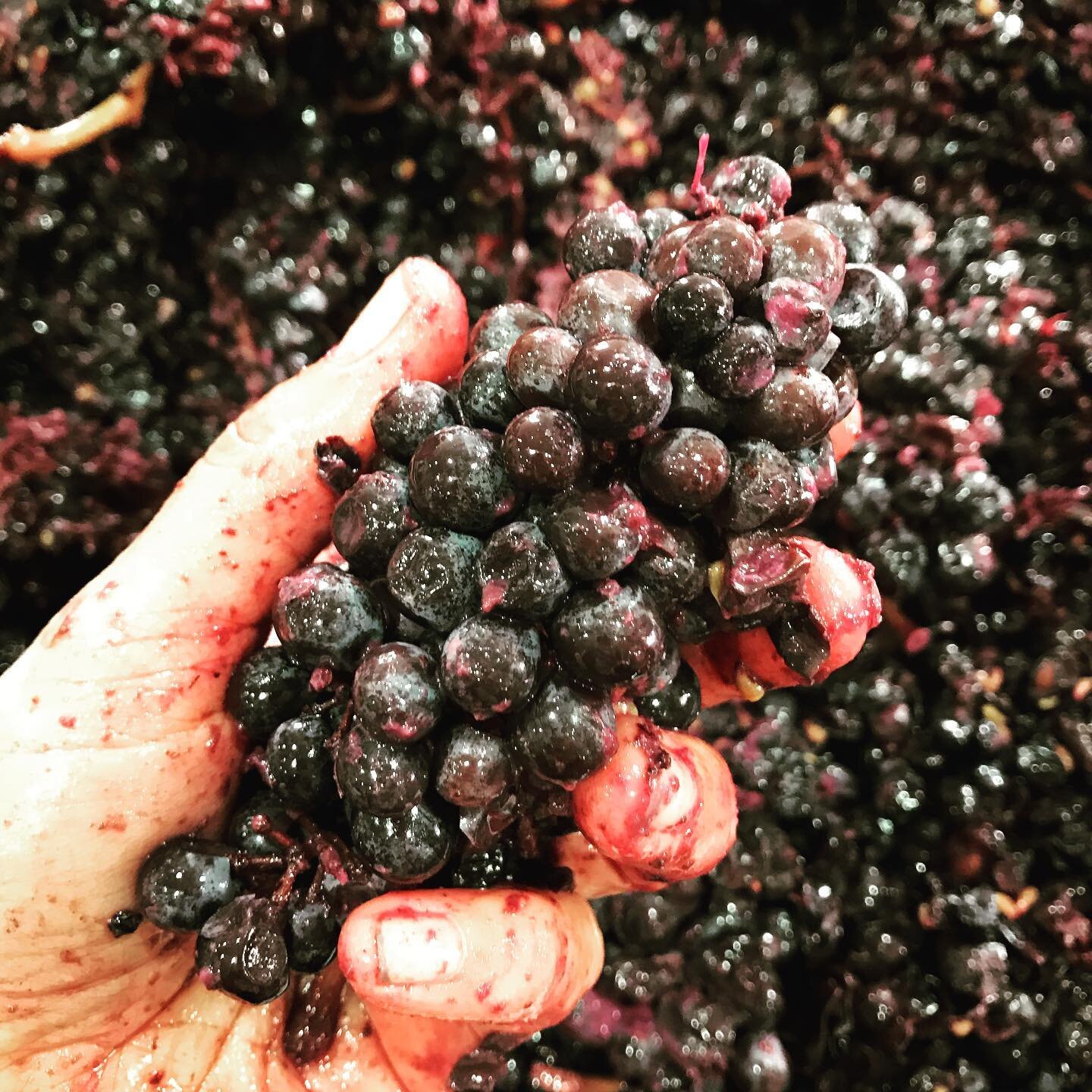 Whole bunch ferment Pinot noir. #temunavalley #martinborough