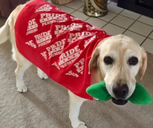 pride plumbing dog.jpg