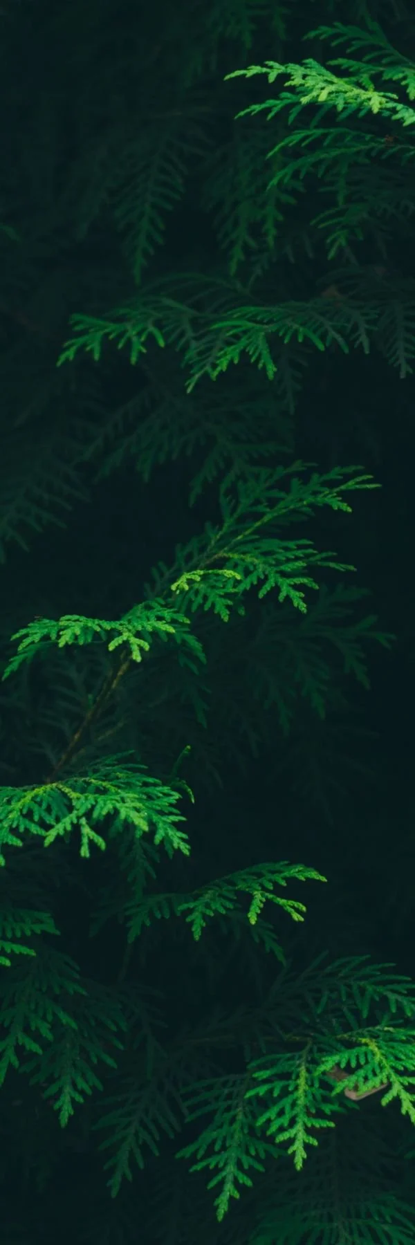 Bookmark for newsletter subscribers. Courier's Test Image no text