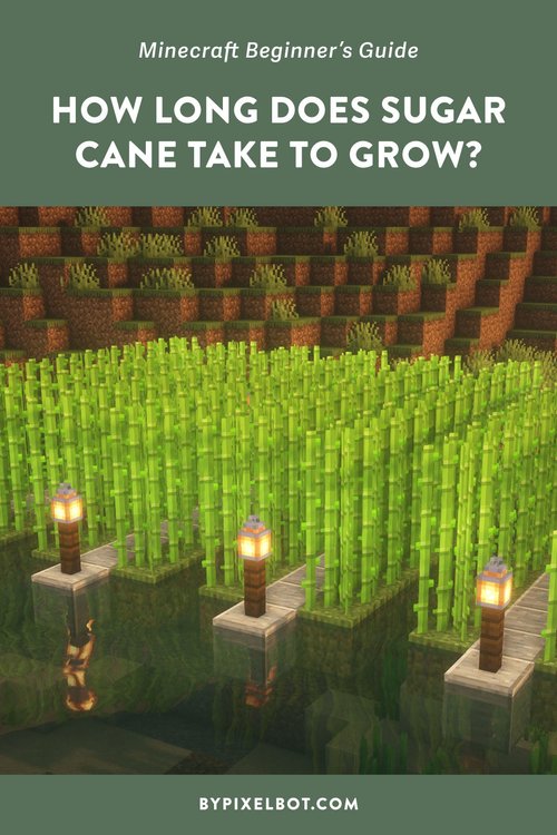 How Long Does Sugar Cane Take