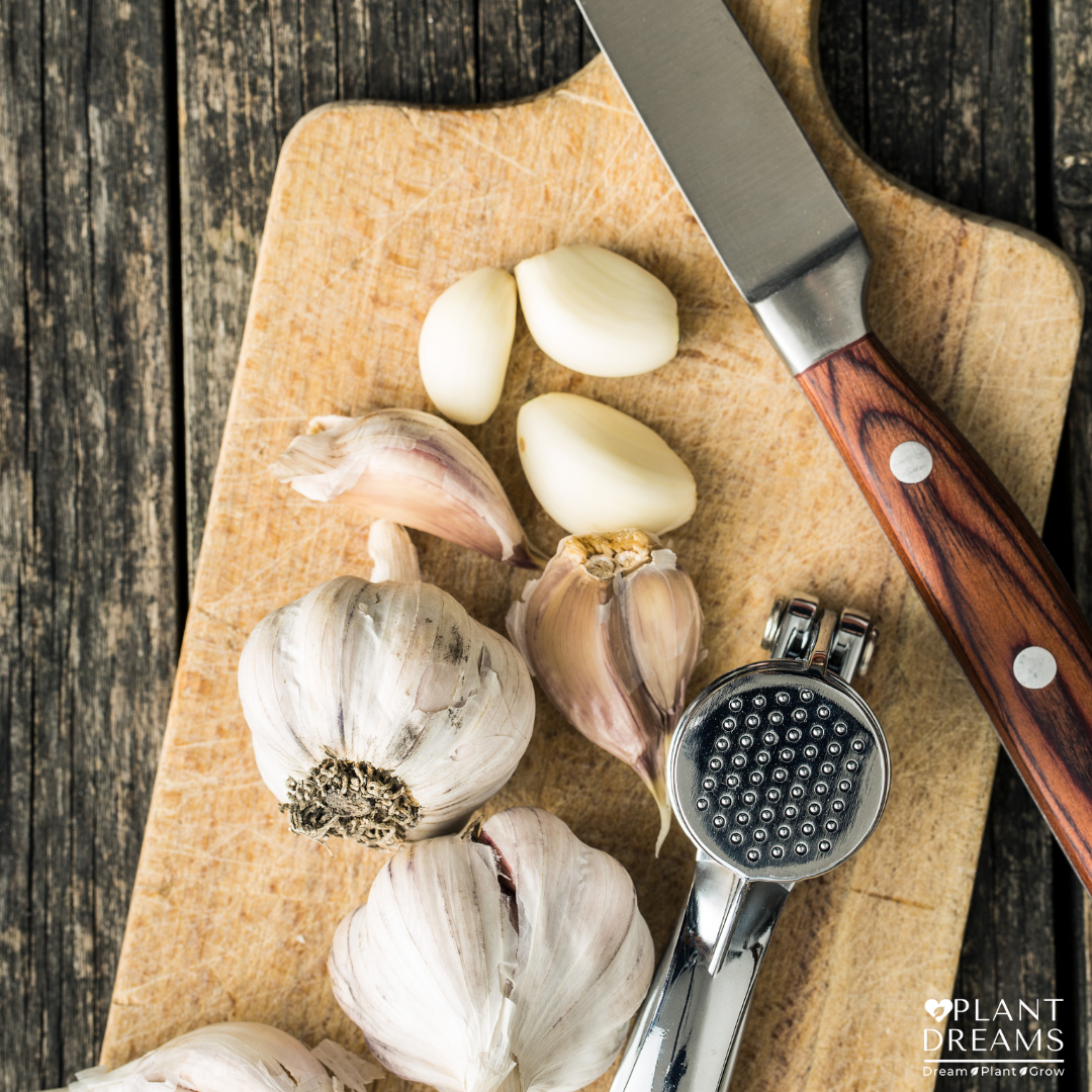 Get Your Garlic On! — Plant Dreams LLC