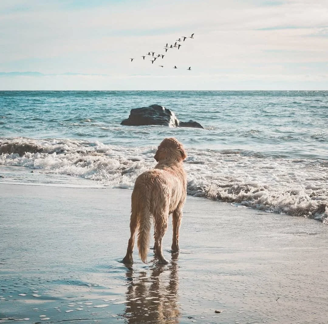 Don't leave your pup at home. 

We have cottages and suites designed for the whole family to enjoy a coastal getaway. 

🐾

Allow our guest services team to help plan your stay by giving us a call at 250-647-5503 or emailing us at&nbsp;info@wildrenfr